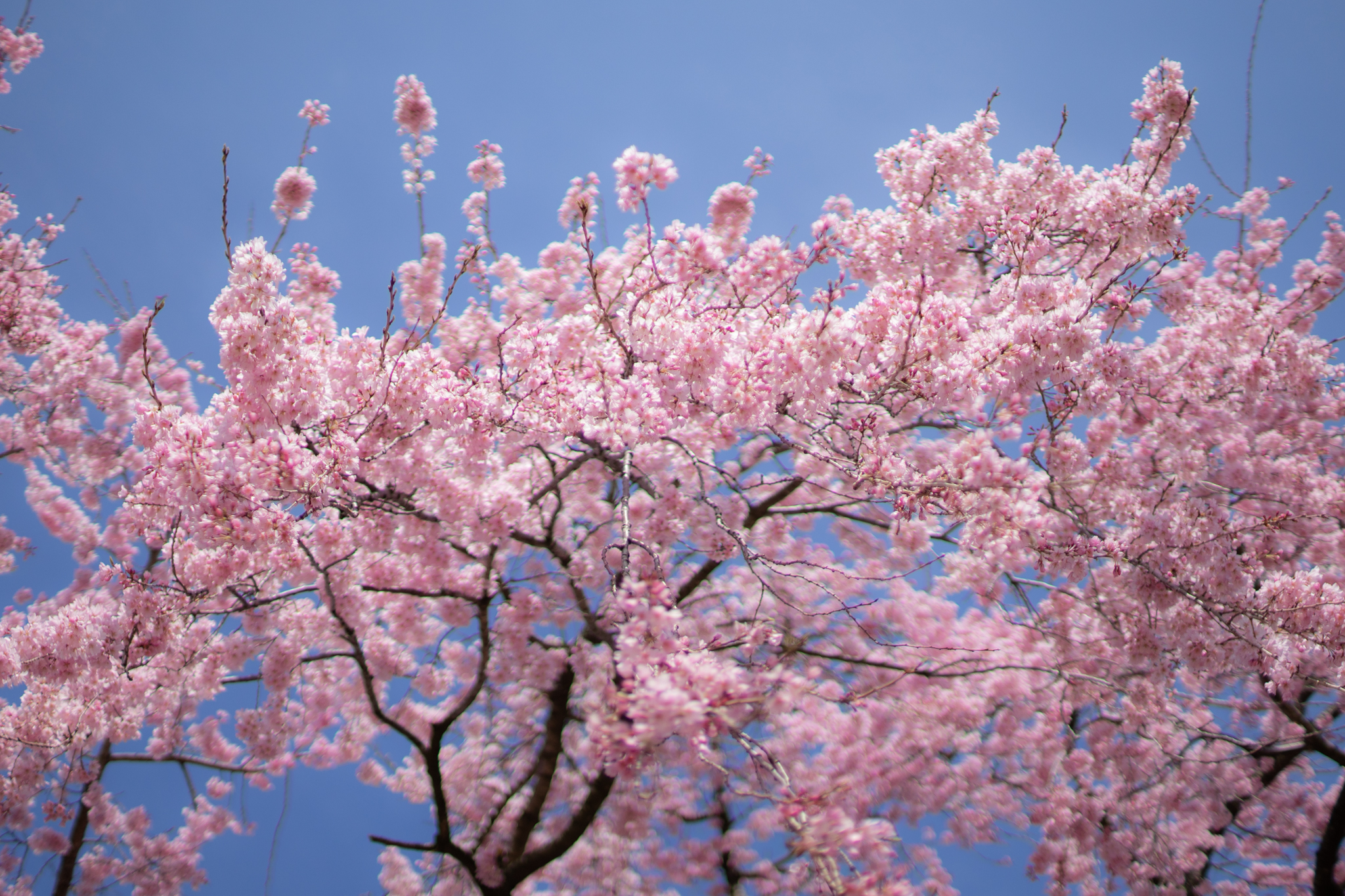 f:id:Paradisia:20200331172823j:plain