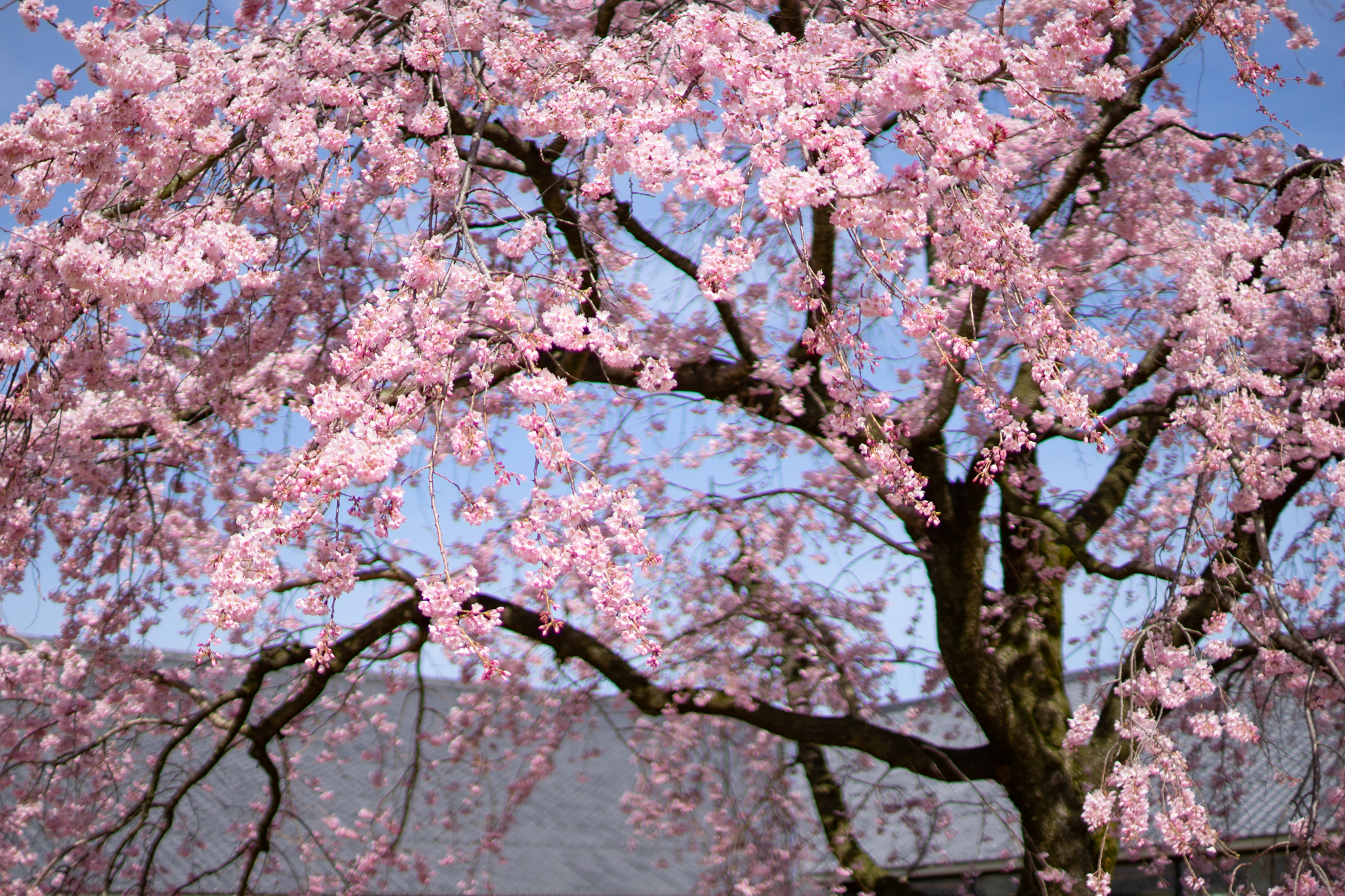 f:id:Paradisia:20200331173016j:plain
