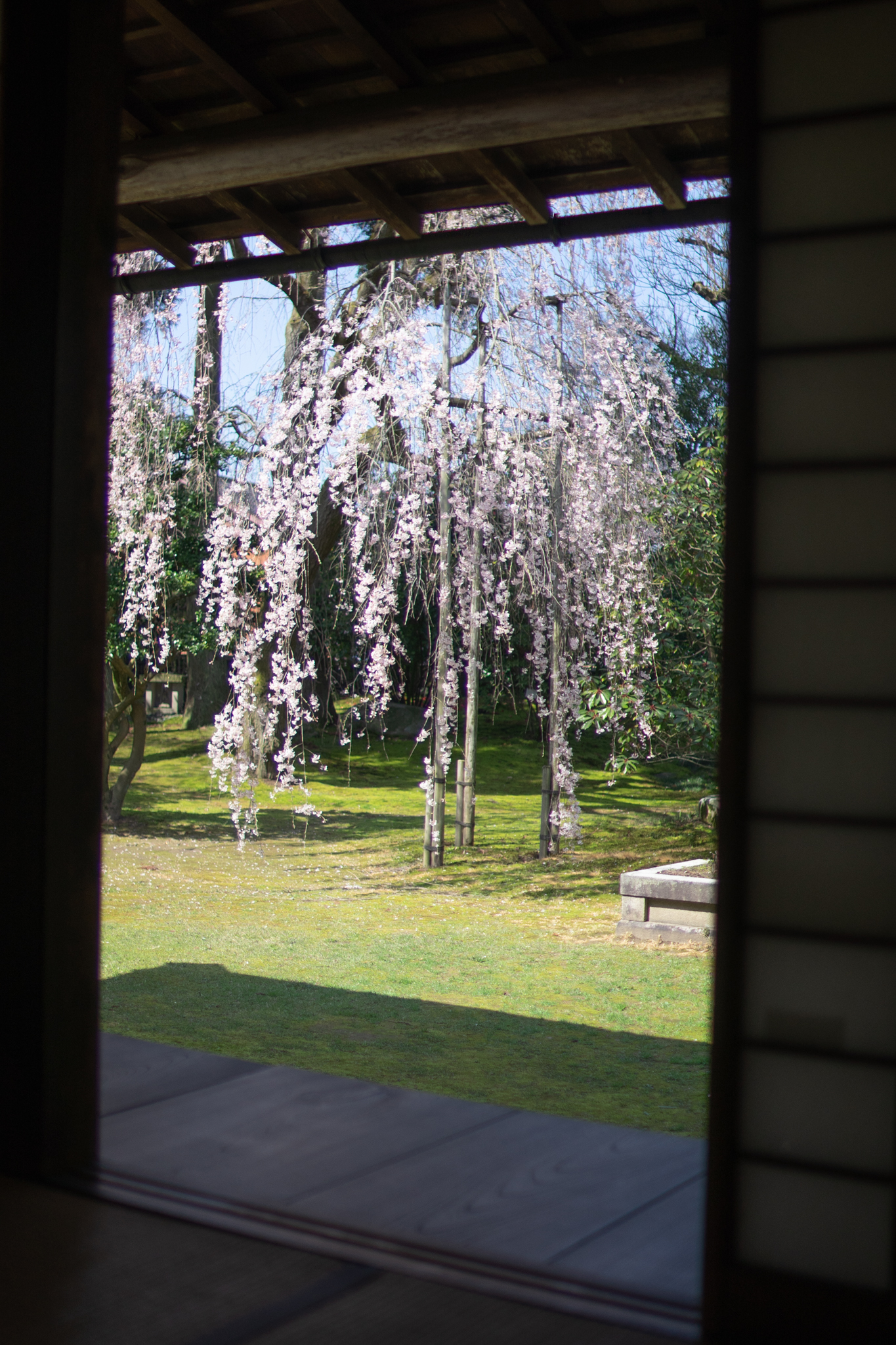 f:id:Paradisia:20200331175204j:plain f:id:Paradisia:20200331175204j:plain