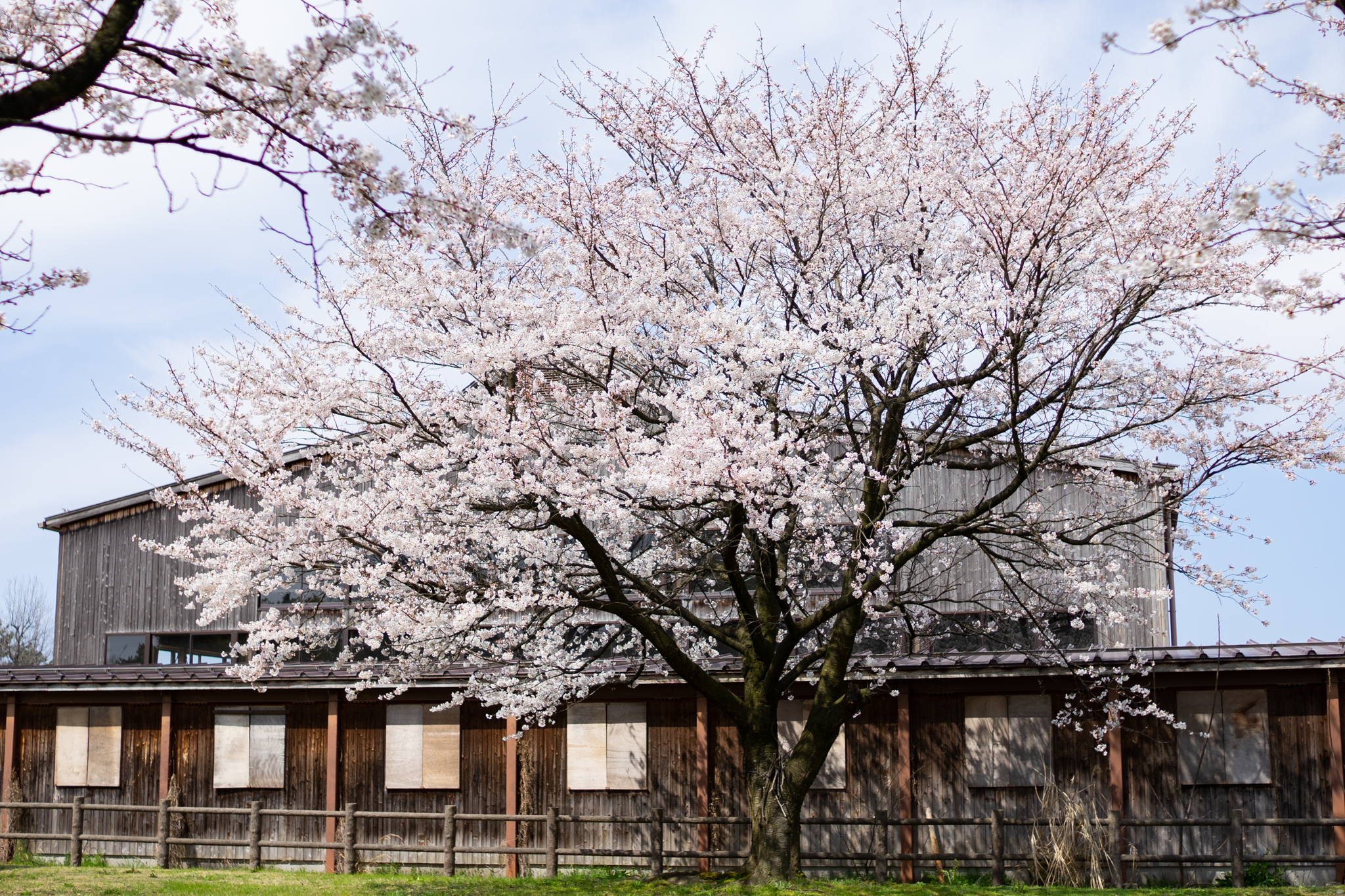 f:id:Paradisia:20200403163356j:plain f:id:Paradisia:20200403163356j:plain