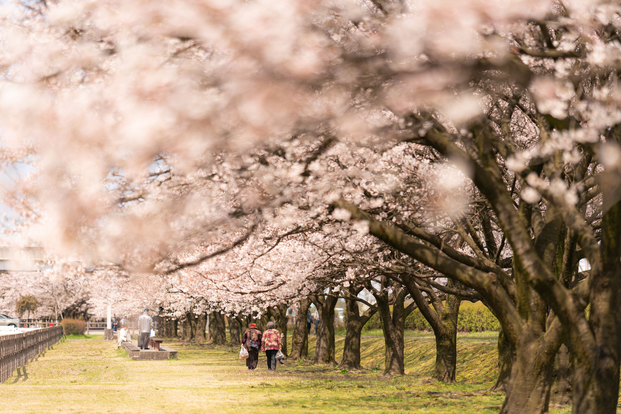 f:id:Paradisia:20200403163442j:plain f:id:Paradisia:20200403163442j:plain