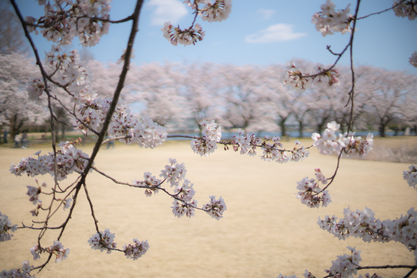 f:id:Paradisia:20200404153125j:plain f:id:Paradisia:20200404153125j:plain