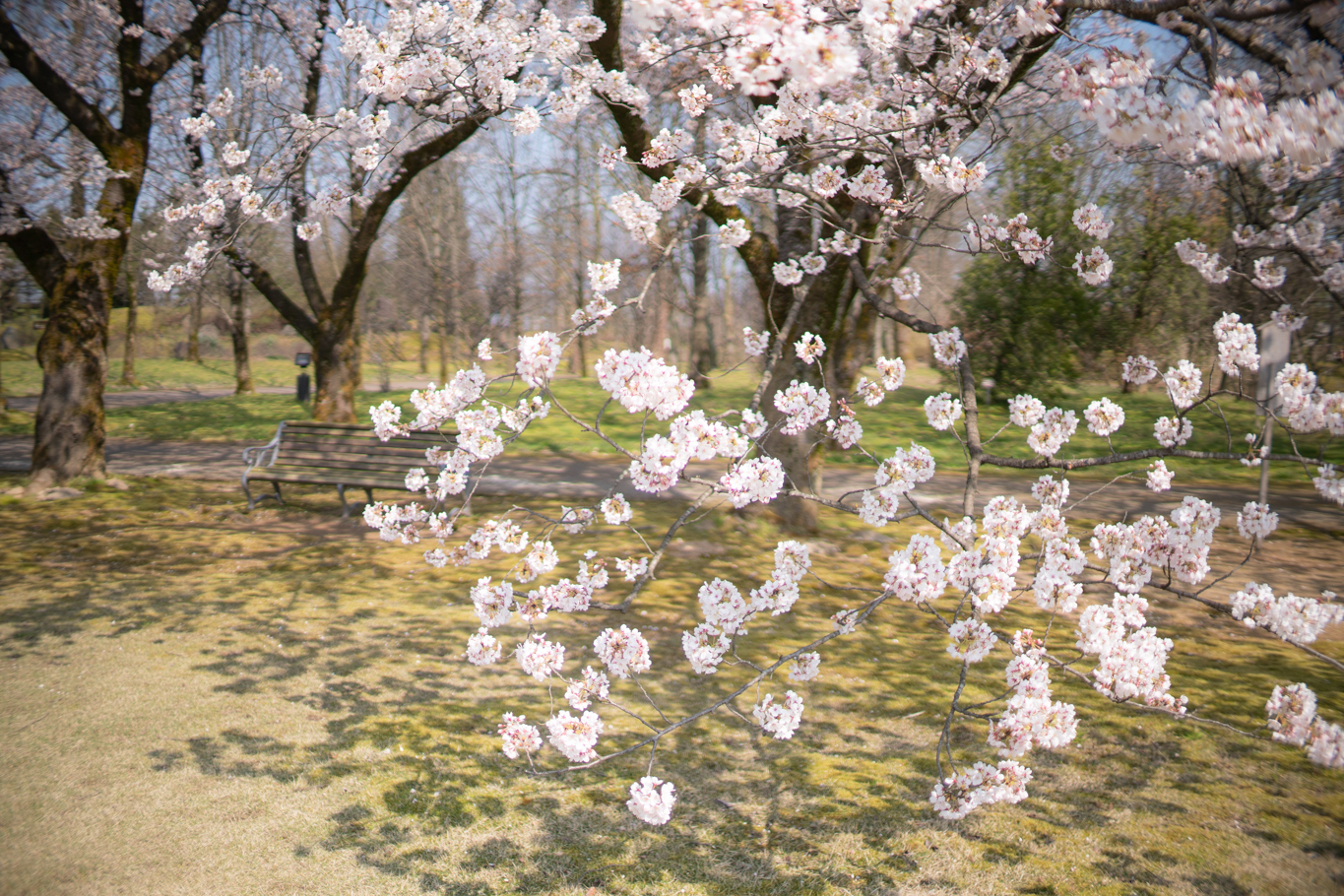 f:id:Paradisia:20200404153142j:plain f:id:Paradisia:20200404153142j:plain