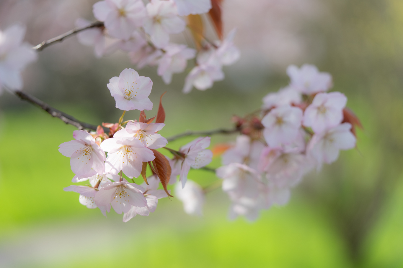 f:id:Paradisia:20200404153334j:plain f:id:Paradisia:20200404153334j:plain