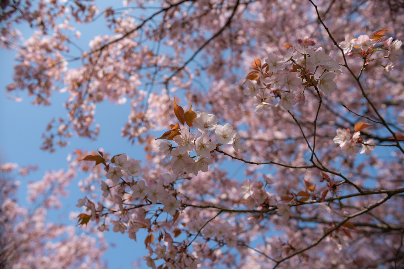 f:id:Paradisia:20200404153344j:plain f:id:Paradisia:20200404153344j:plain