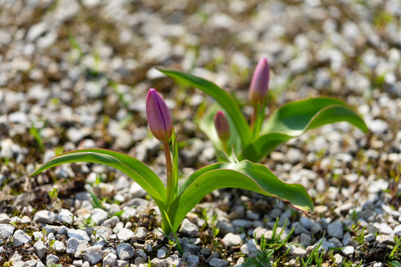 f:id:Paradisia:20200404180350j:plain f:id:Paradisia:20200404180350j:plain