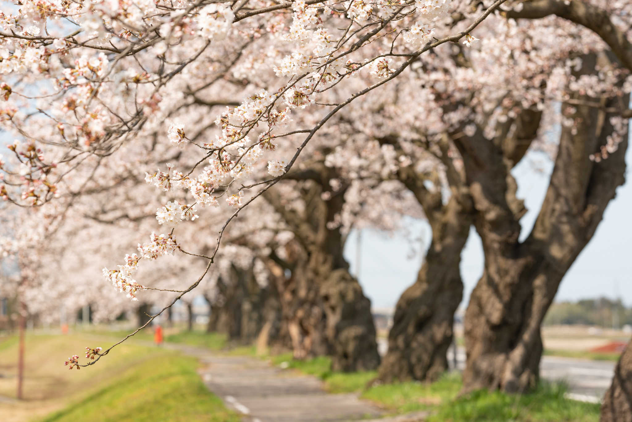 f:id:Paradisia:20200404184355j:plain f:id:Paradisia:20200404184355j:plain