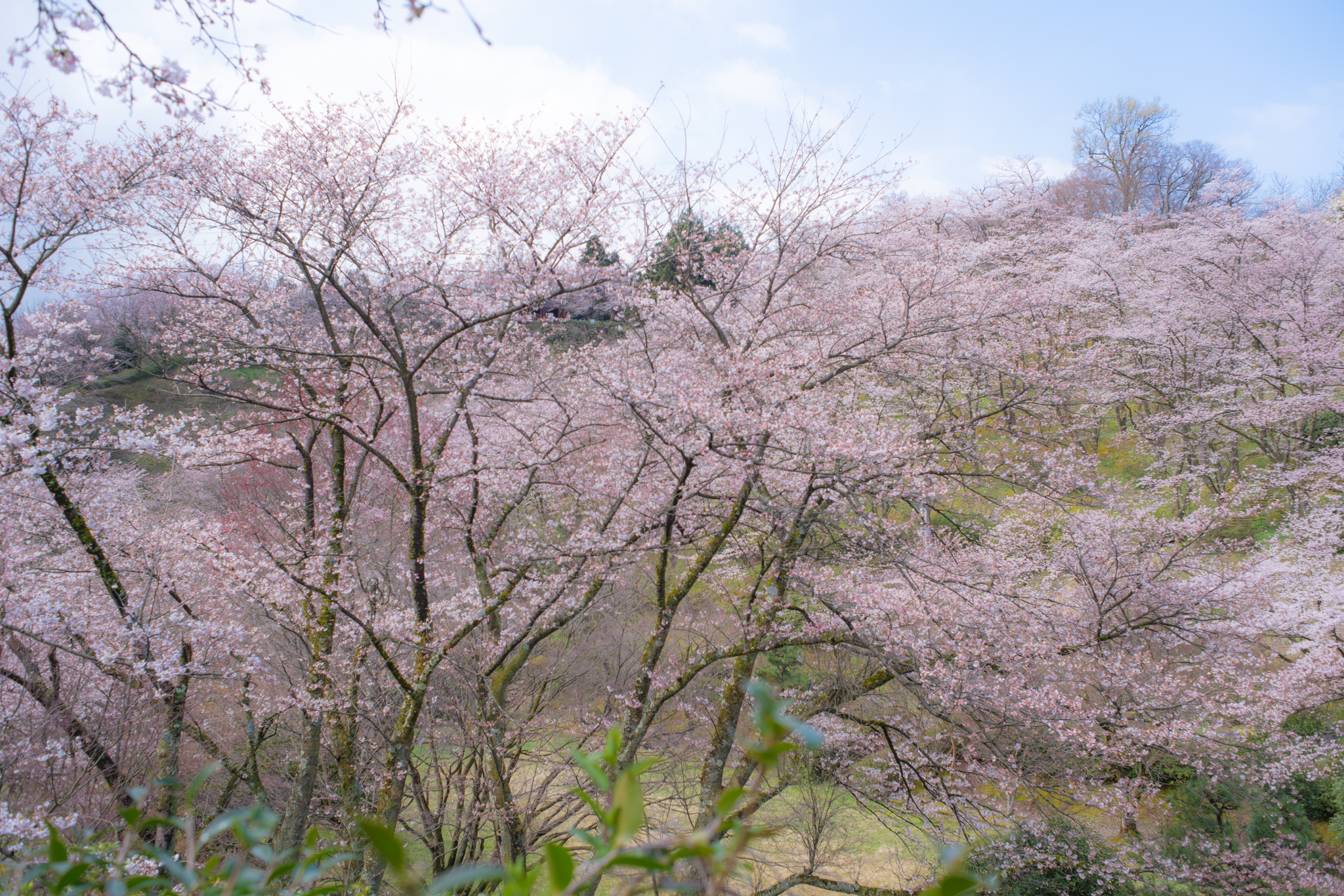 f:id:Paradisia:20200405142312j:plain