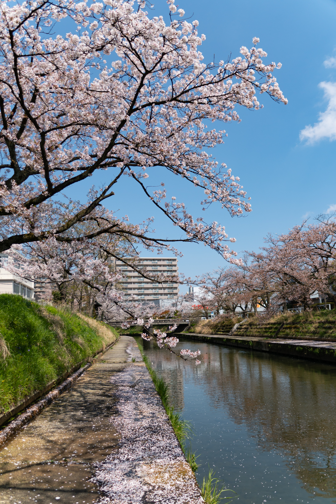 f:id:Paradisia:20200409154436j:plain f:id:Paradisia:20200409154436j:plain