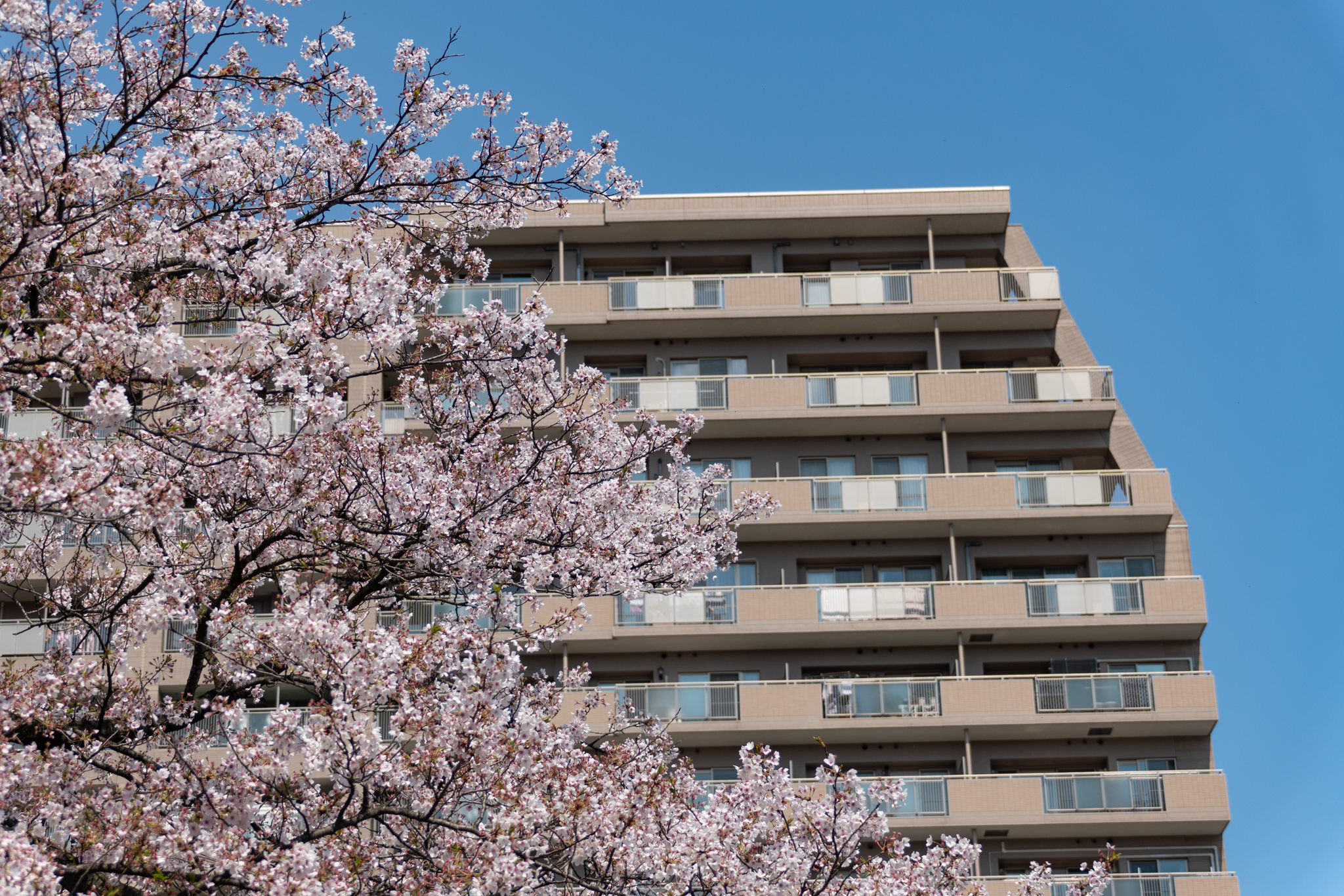 f:id:Paradisia:20200409154543j:plain f:id:Paradisia:20200409154543j:plain