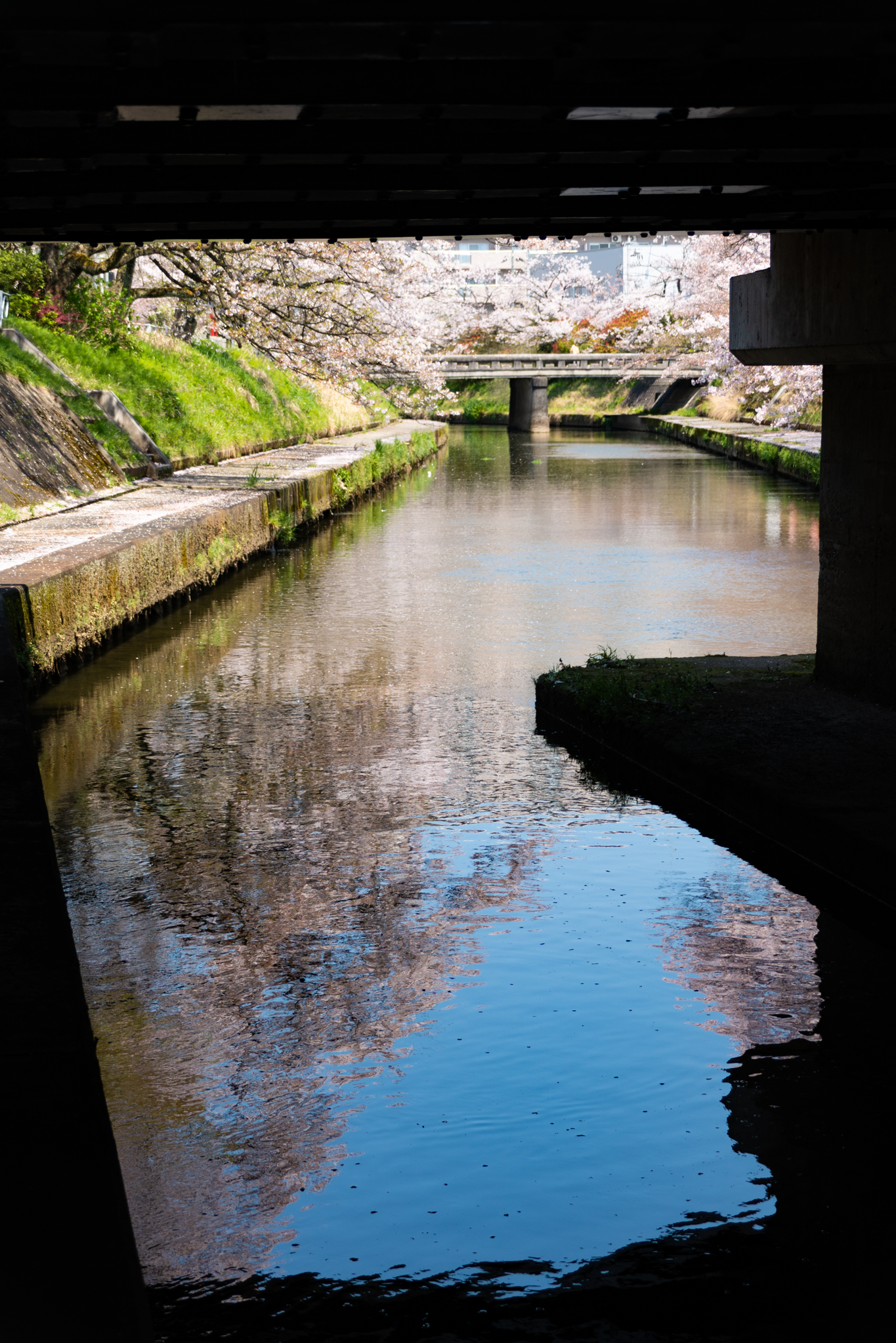 f:id:Paradisia:20200409154756j:plain f:id:Paradisia:20200409154756j:plain