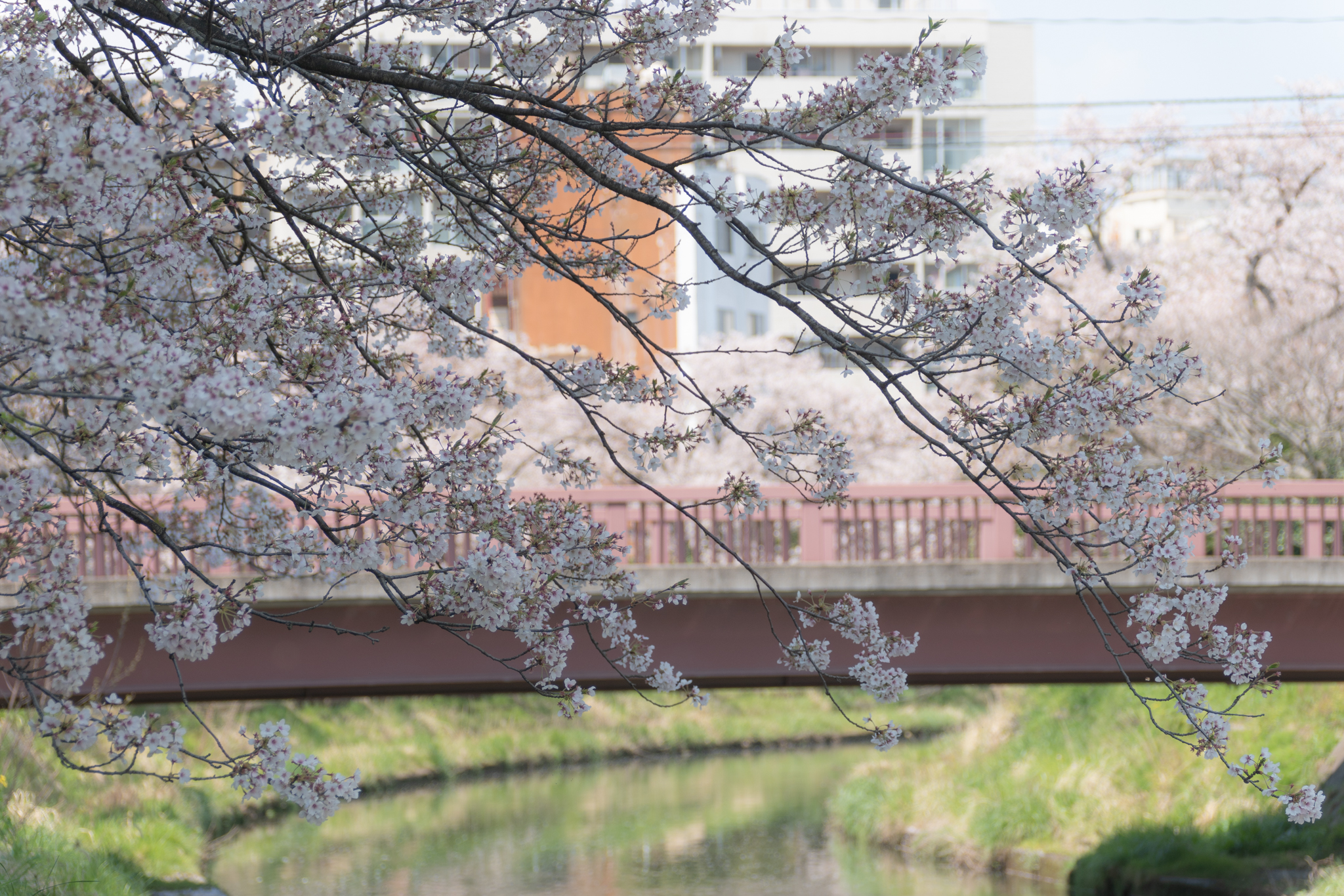 f:id:Paradisia:20200409154948j:plain f:id:Paradisia:20200409154948j:plain