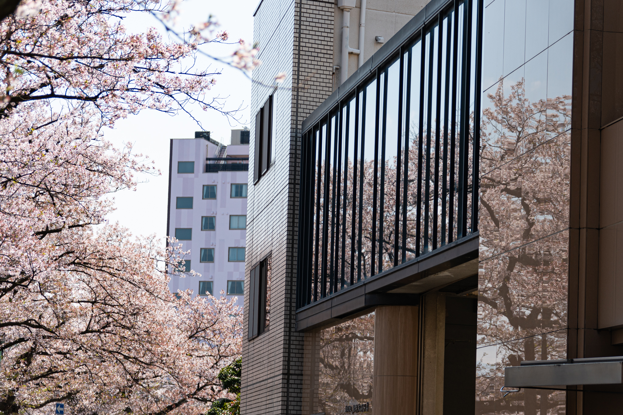 f:id:Paradisia:20200409155307j:plain f:id:Paradisia:20200409155307j:plain