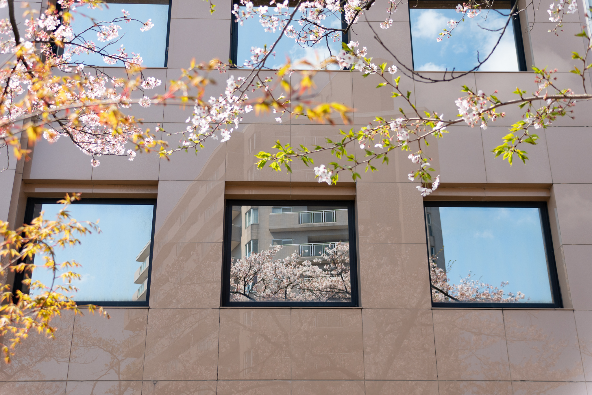 f:id:Paradisia:20200409155512j:plain f:id:Paradisia:20200409155512j:plain