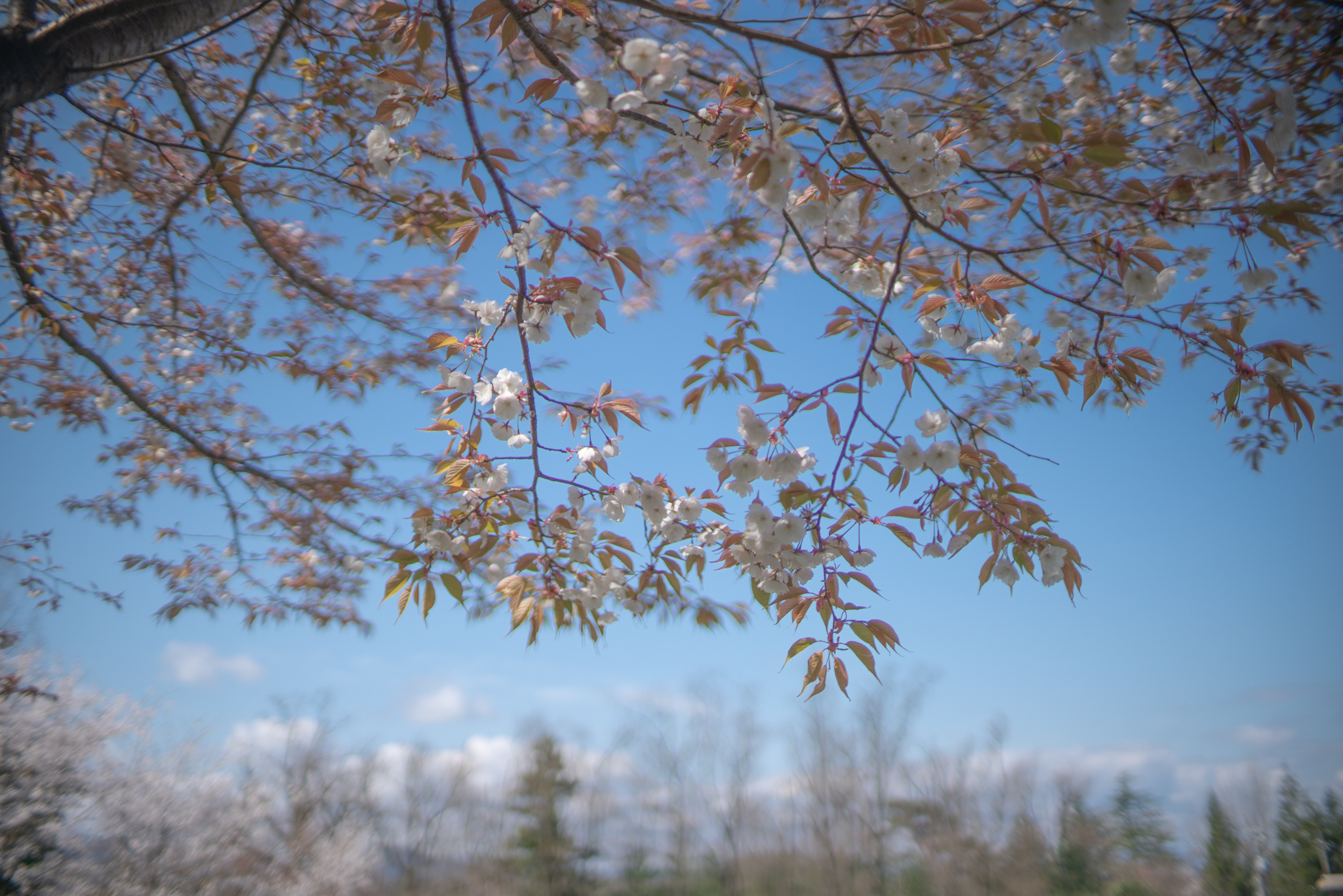 f:id:Paradisia:20200411182136j:plain f:id:Paradisia:20200411182136j:plain