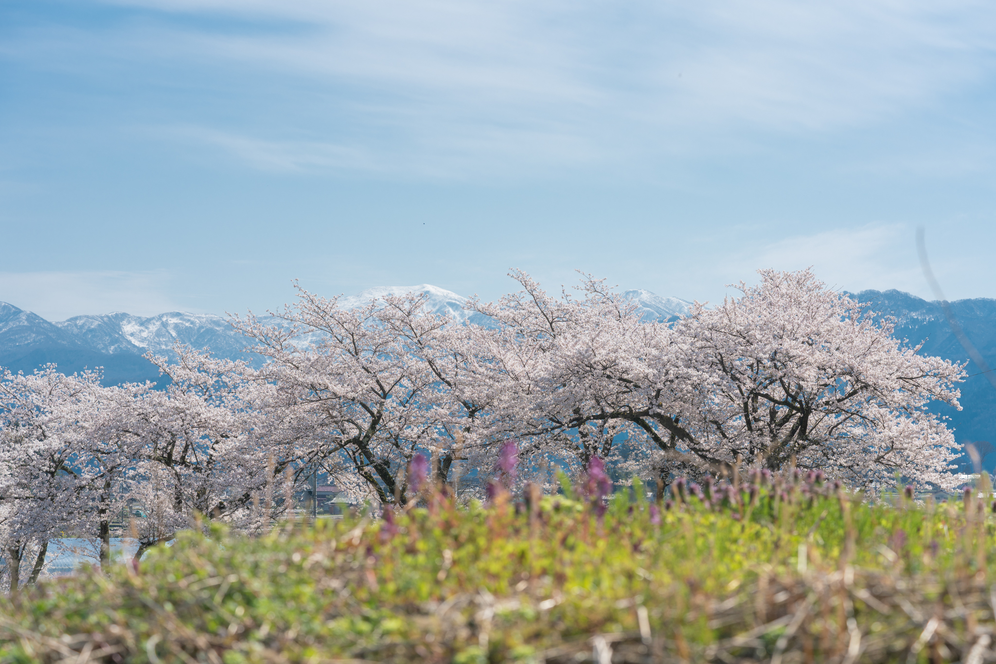 f:id:Paradisia:20200413152751j:plain f:id:Paradisia:20200413152751j:plain