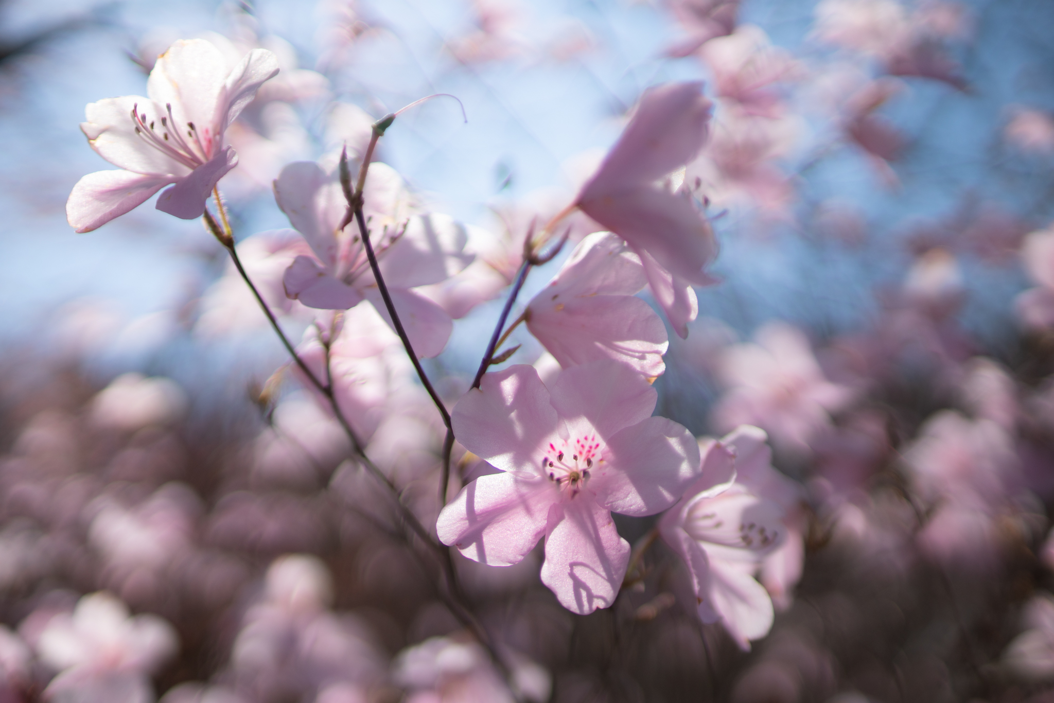 桜色のアカヤシオ 光と風と薔薇と