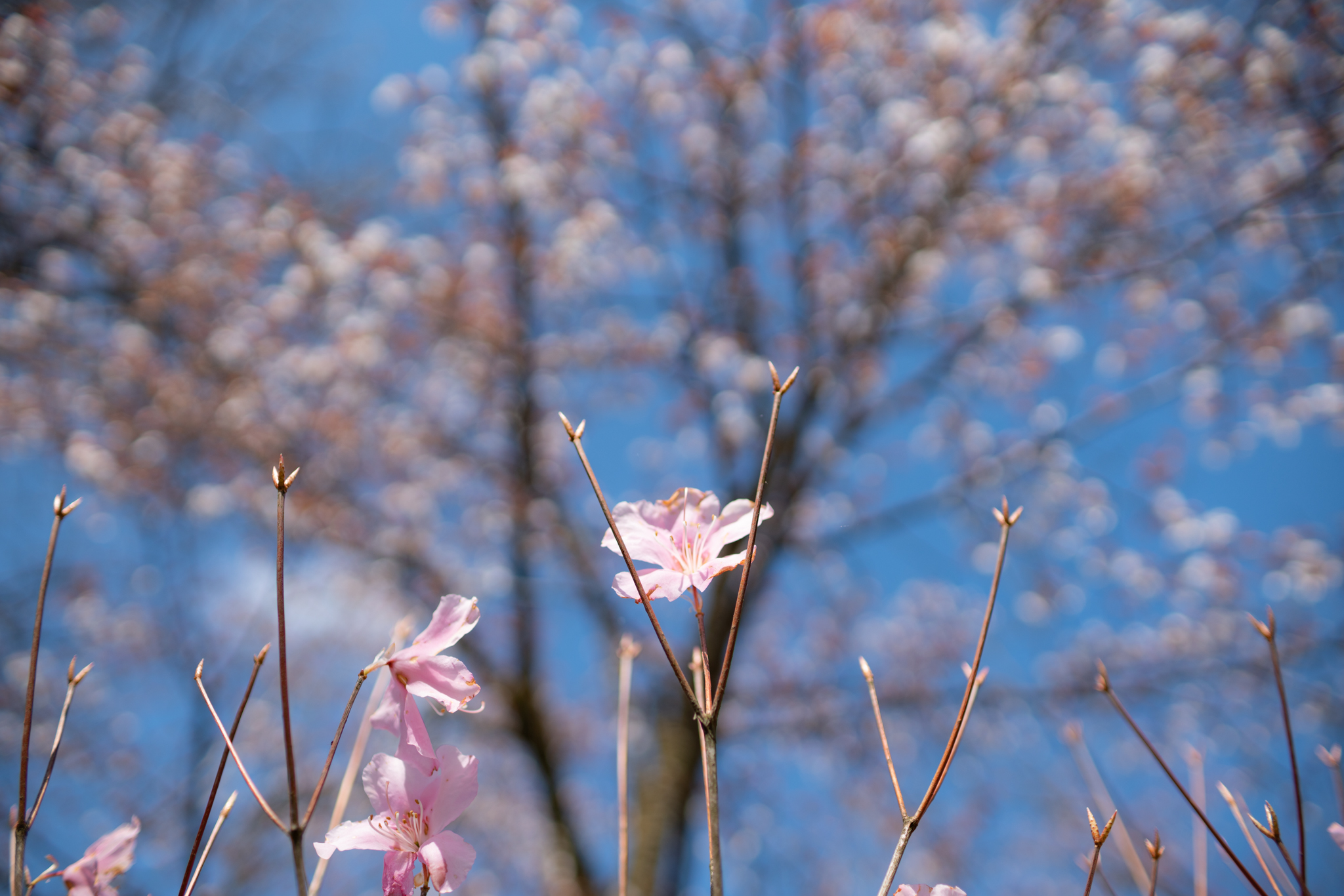桜色のアカヤシオ 光と風と薔薇と