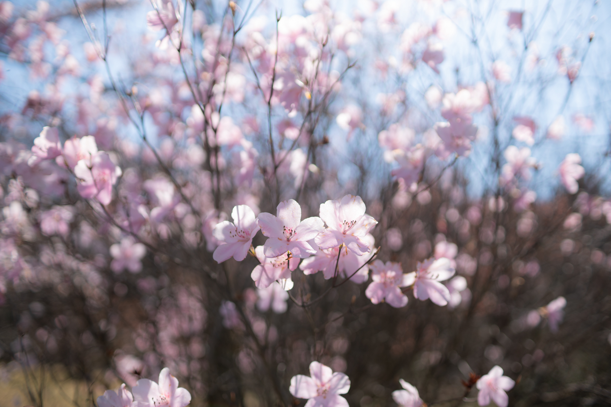 f:id:Paradisia:20200413170234j:plain