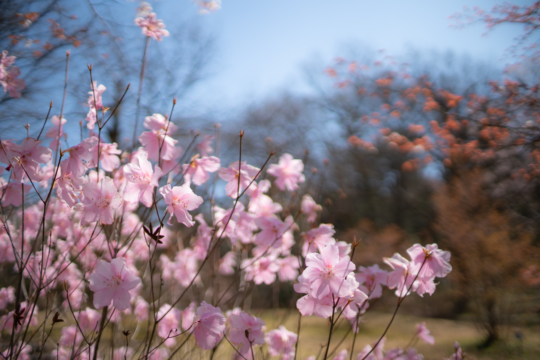 f:id:Paradisia:20200413170250j:plain