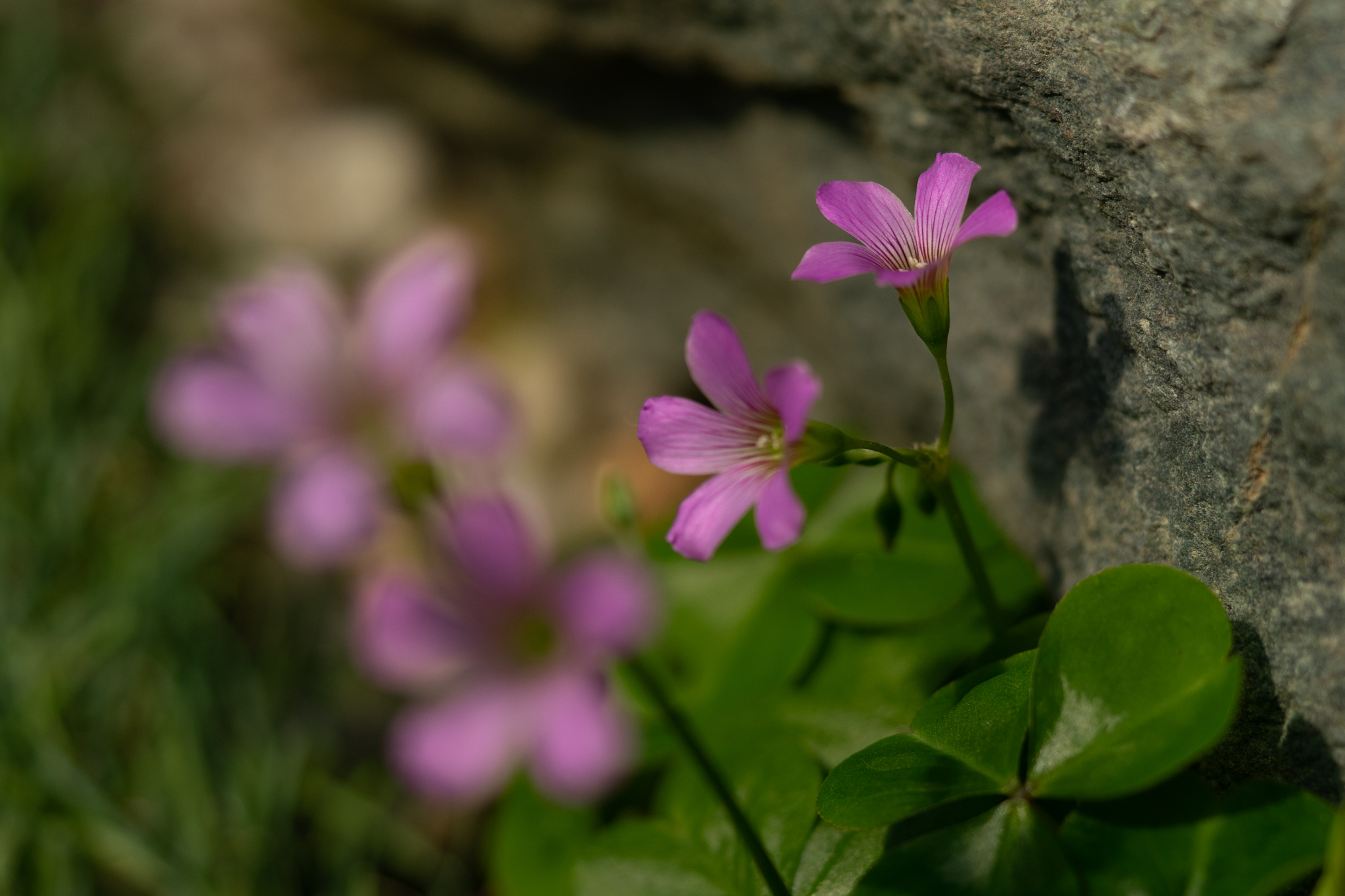 f:id:Paradisia:20200415140452j:plain