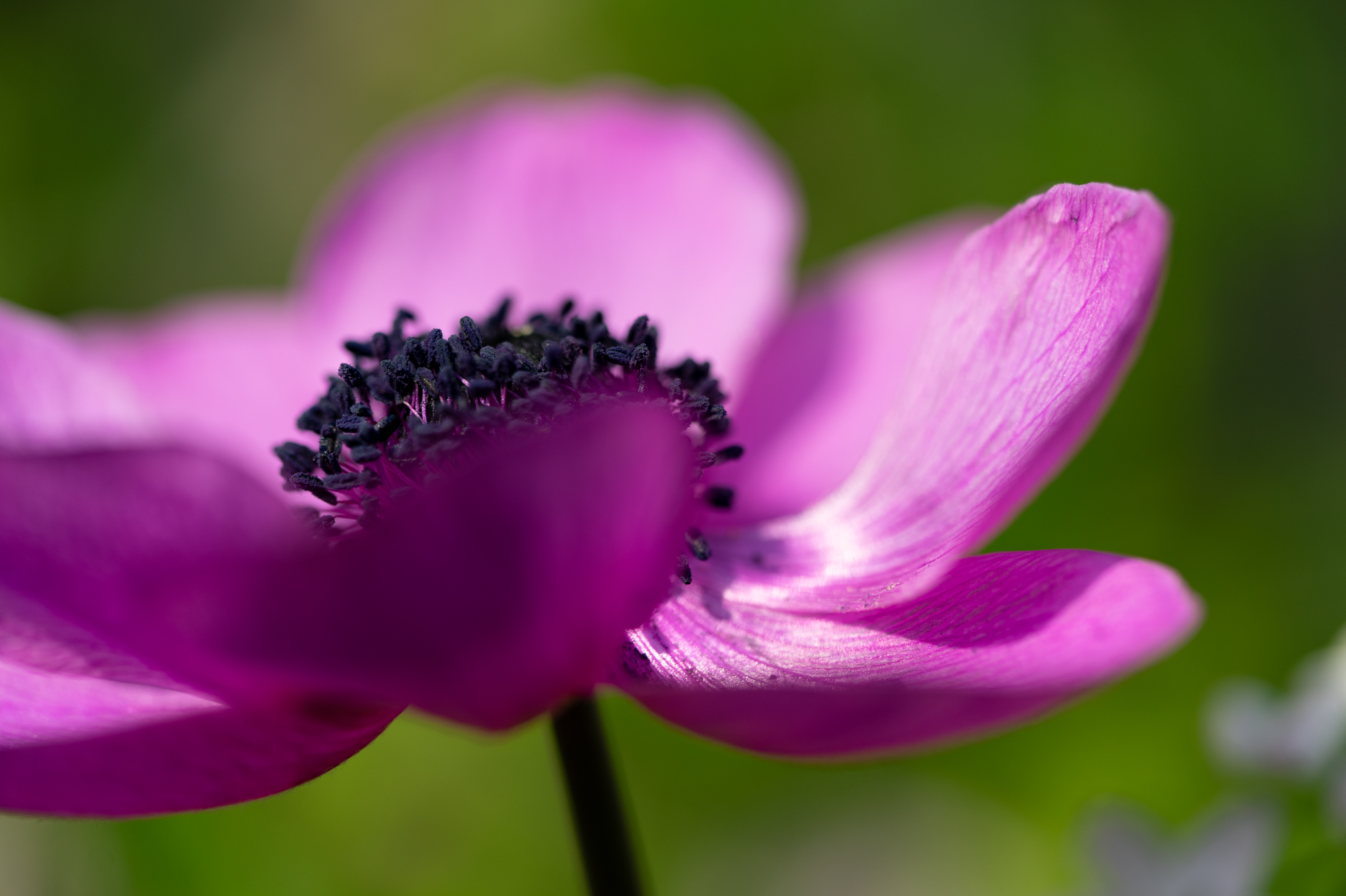 f:id:Paradisia:20200415141422j:plain