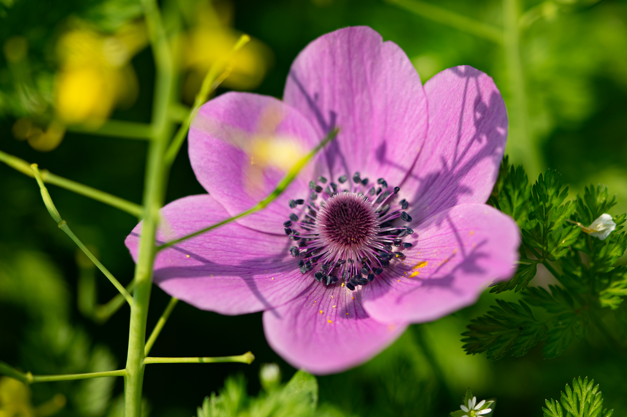 f:id:Paradisia:20200415141435j:plain f:id:Paradisia:20200415141435j:plain