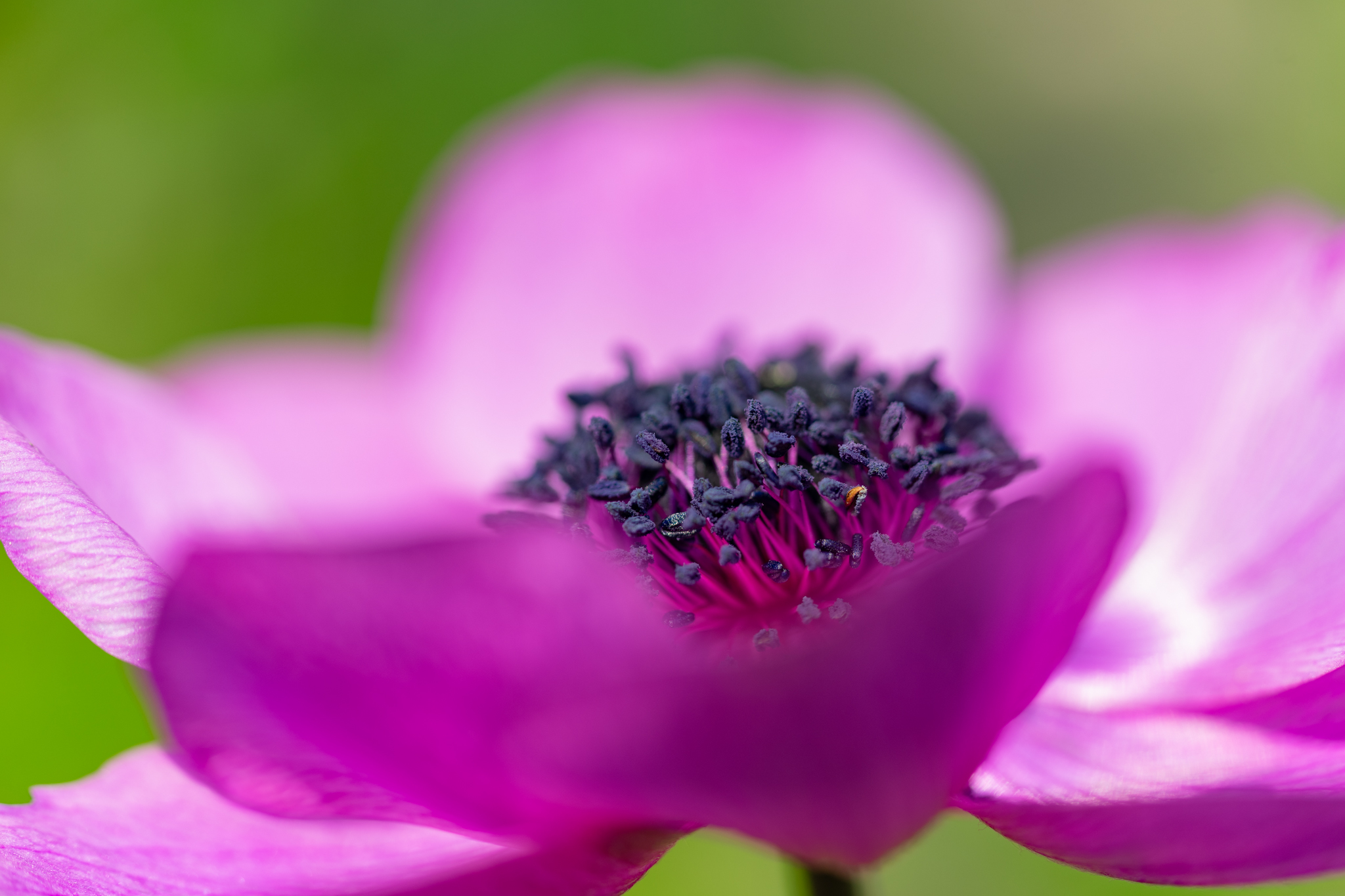 f:id:Paradisia:20200415142907j:plain