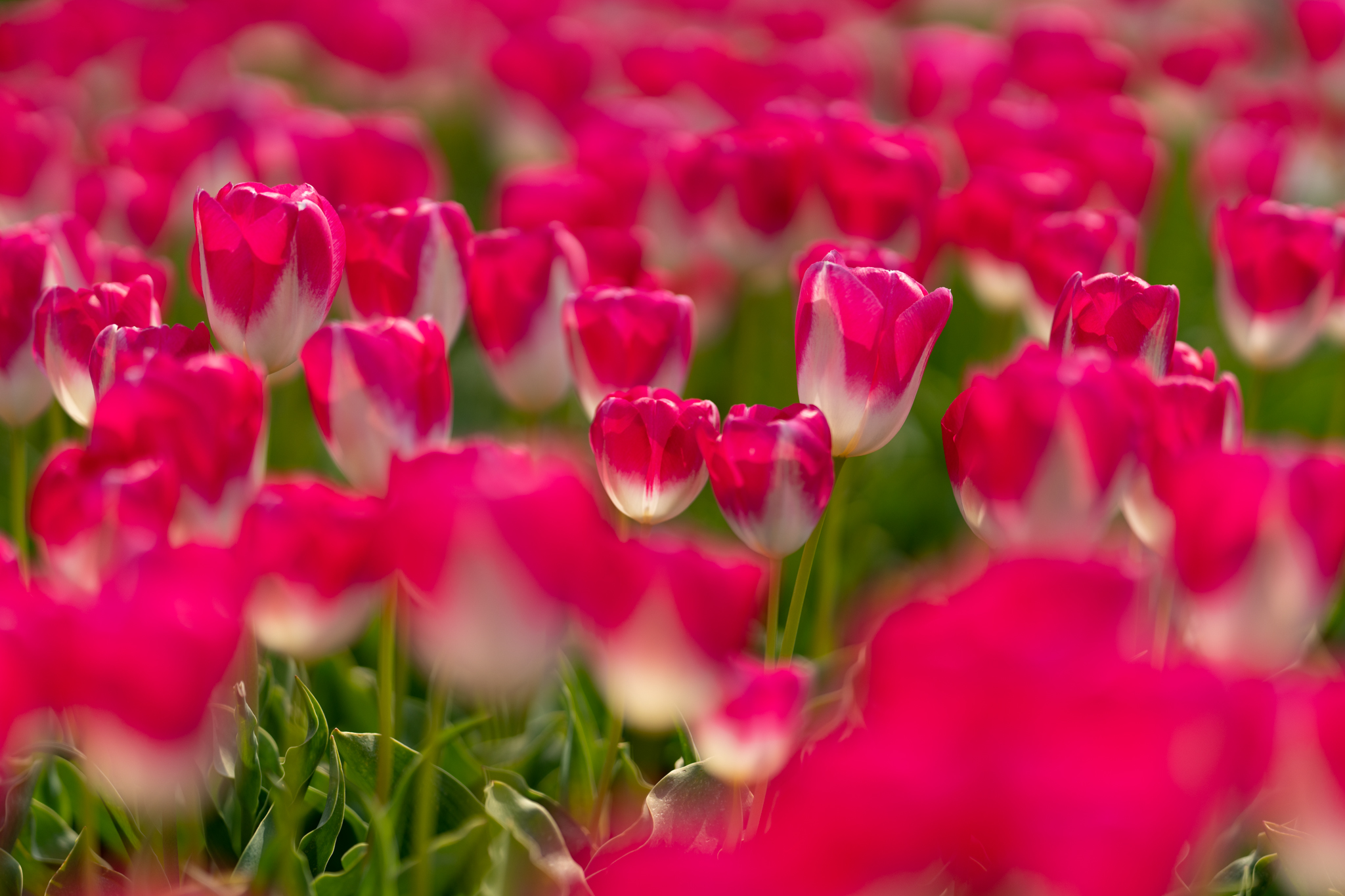 f:id:Paradisia:20200415152746j:plain f:id:Paradisia:20200415152746j:plain