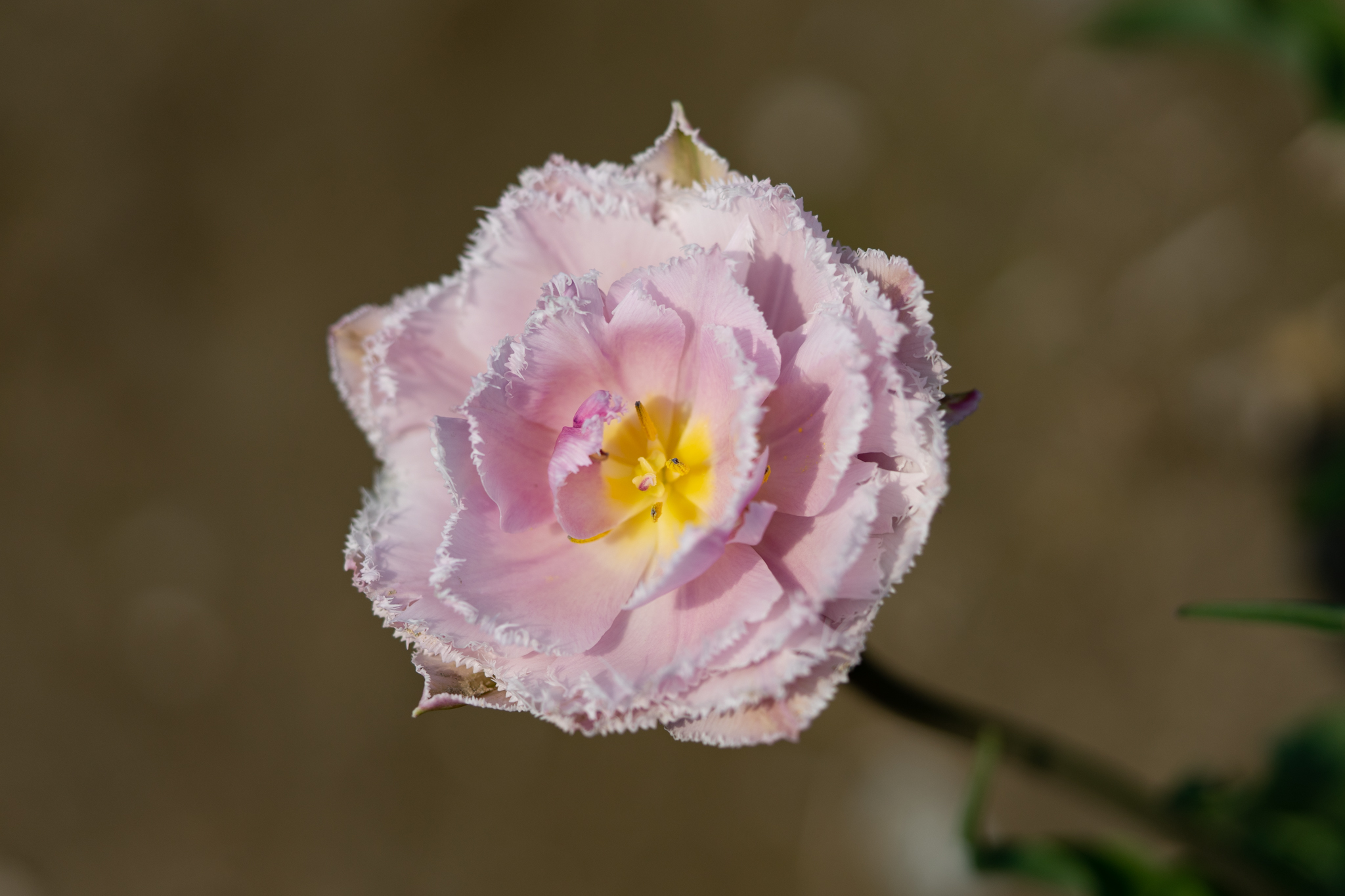 f:id:Paradisia:20200415152836j:plain f:id:Paradisia:20200415152836j:plain