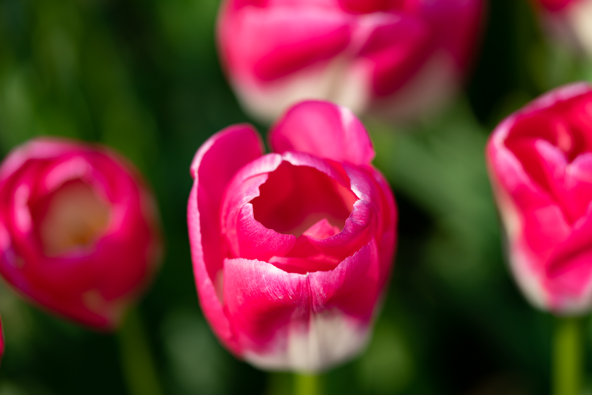 f:id:Paradisia:20200415152912j:plain f:id:Paradisia:20200415152912j:plain