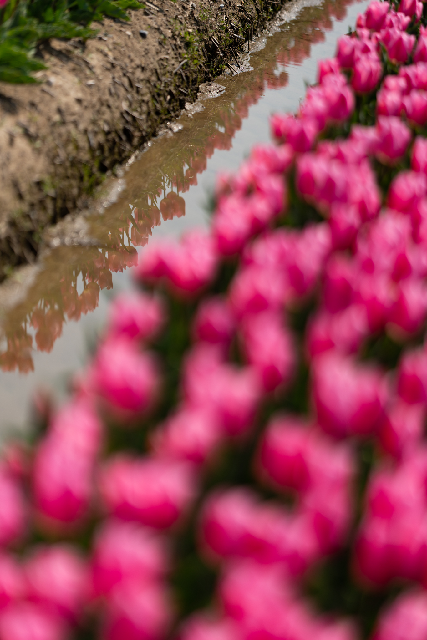 f:id:Paradisia:20200415153128j:plain f:id:Paradisia:20200415153128j:plain