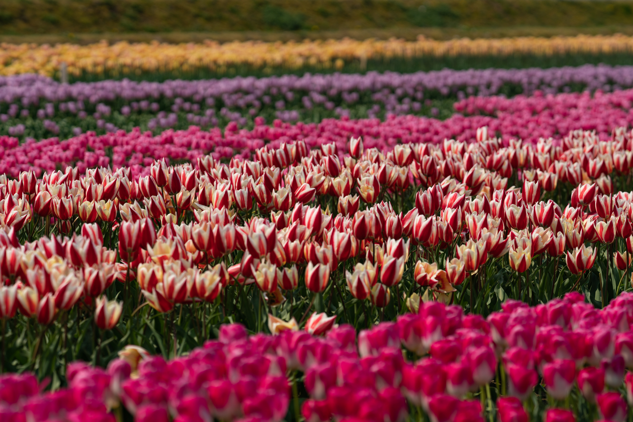 f:id:Paradisia:20200415153340j:plain f:id:Paradisia:20200415153340j:plain