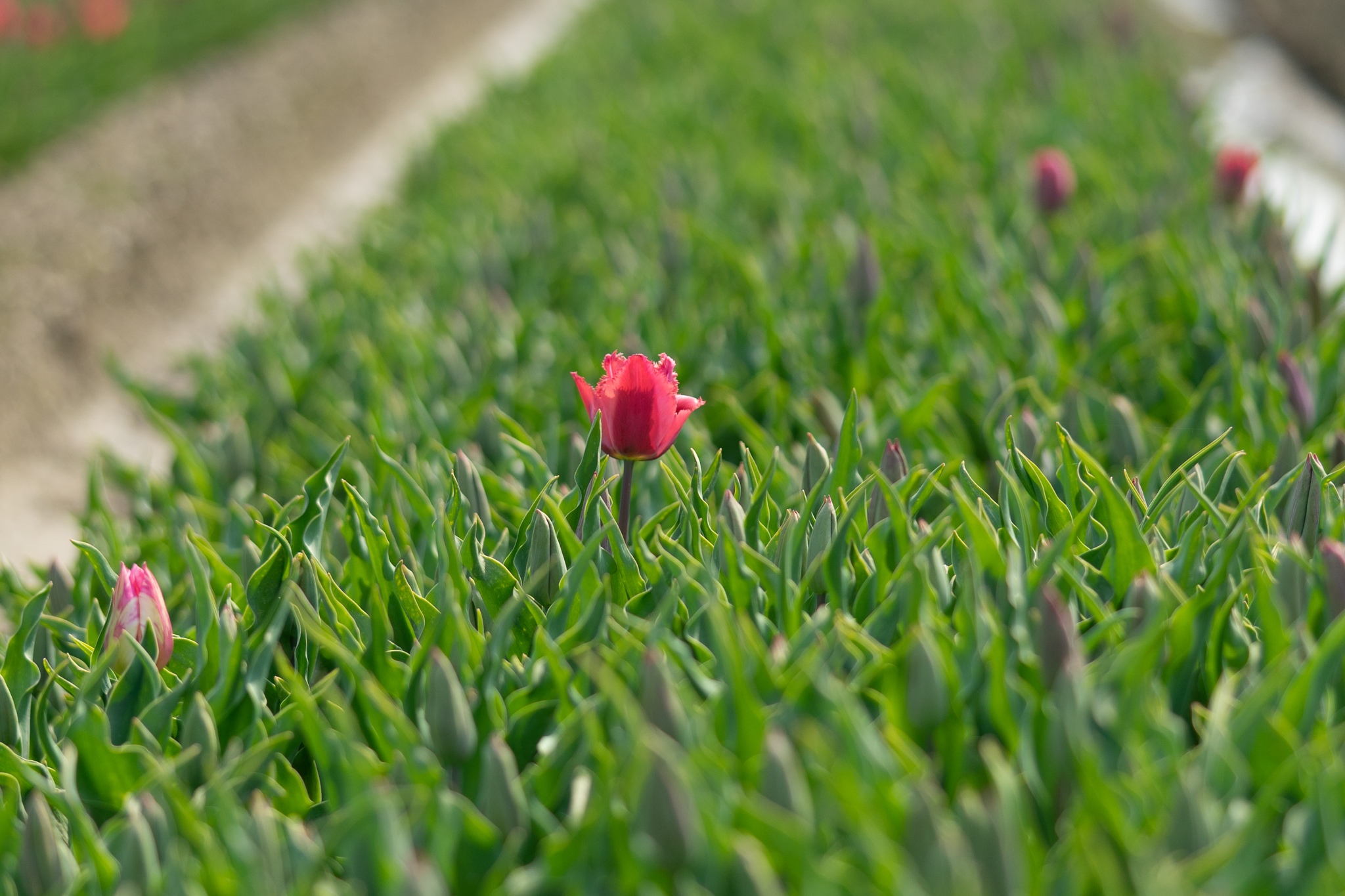 f:id:Paradisia:20200415154805j:plain f:id:Paradisia:20200415154805j:plain