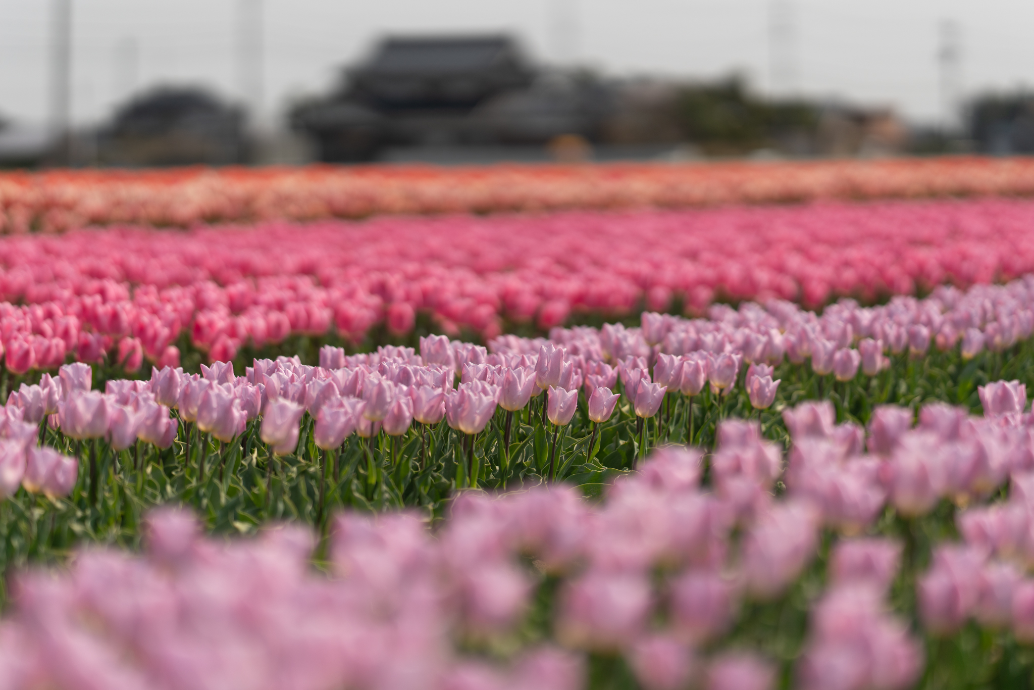 f:id:Paradisia:20200415162636j:plain f:id:Paradisia:20200415162636j:plain