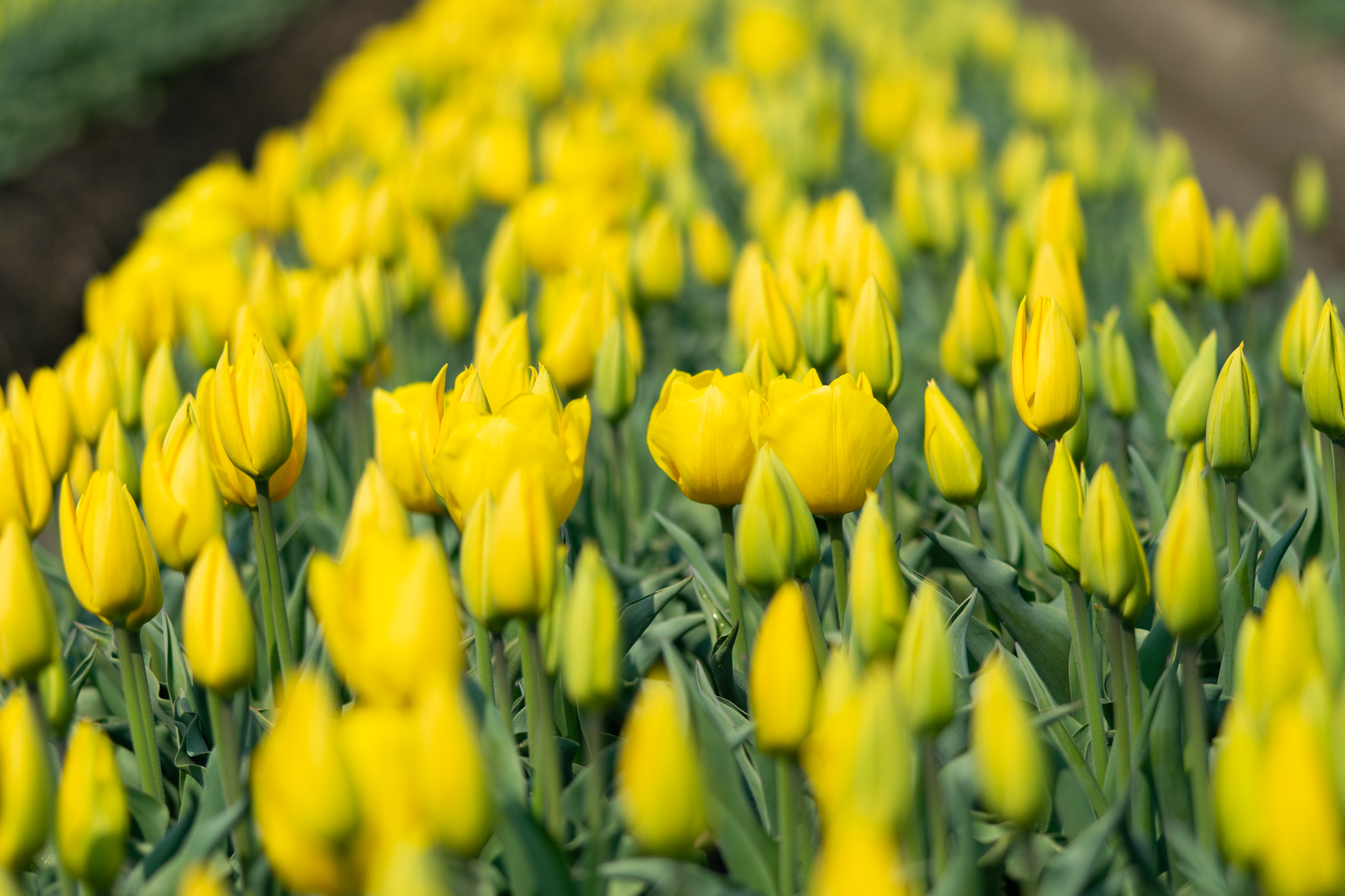 f:id:Paradisia:20200415173058j:plain f:id:Paradisia:20200415173058j:plain