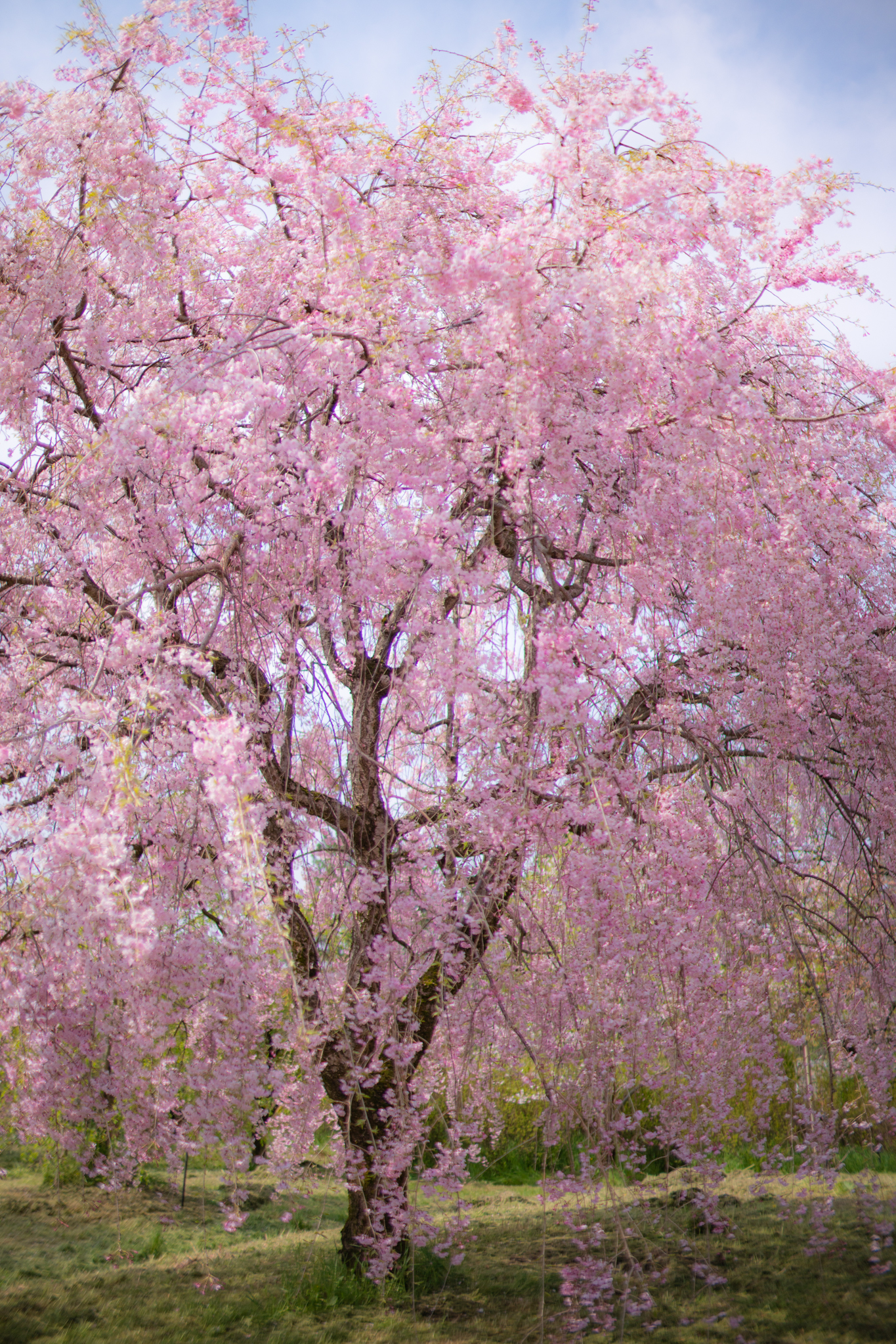 f:id:Paradisia:20200419065823j:plain