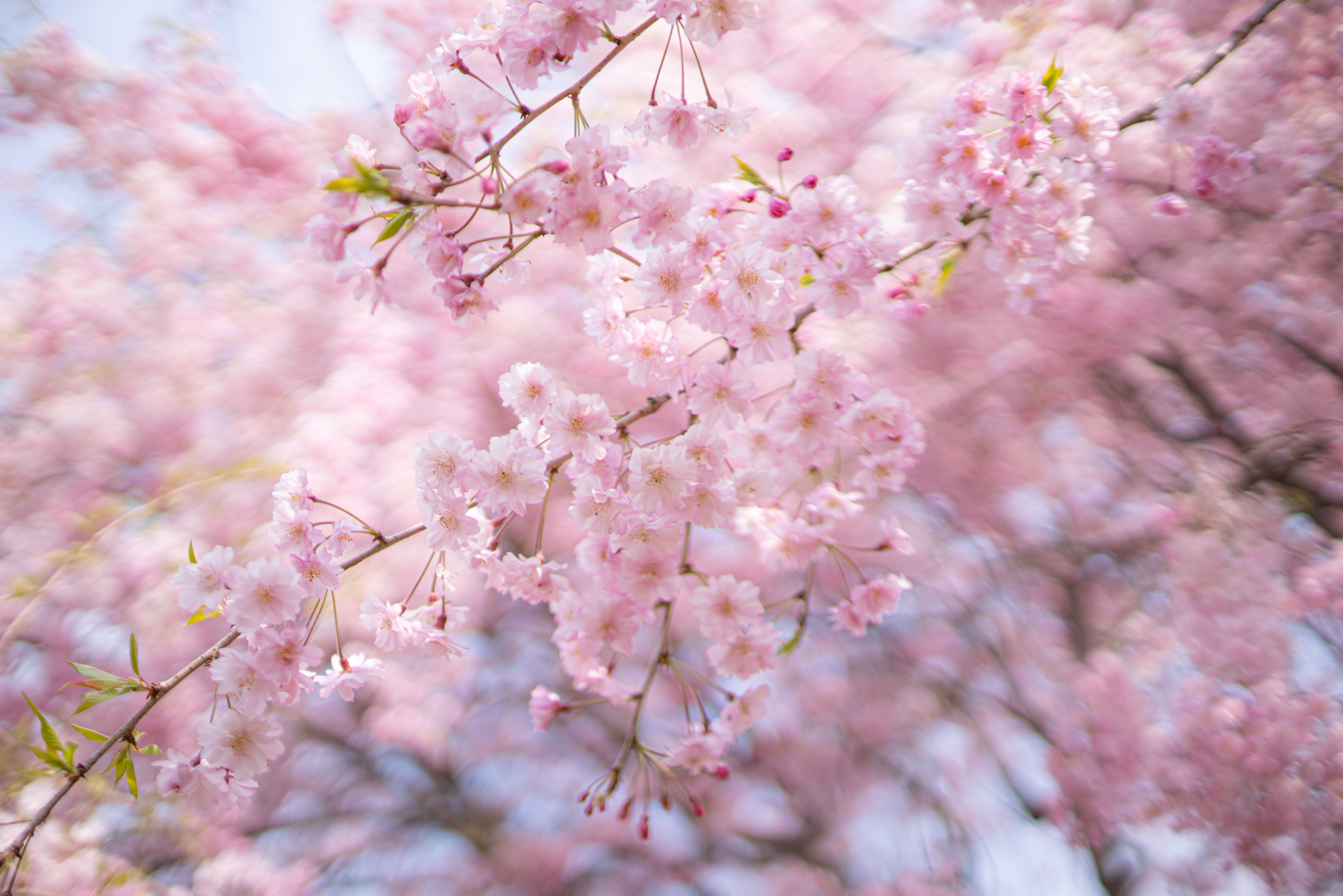 f:id:Paradisia:20200419065916j:plain