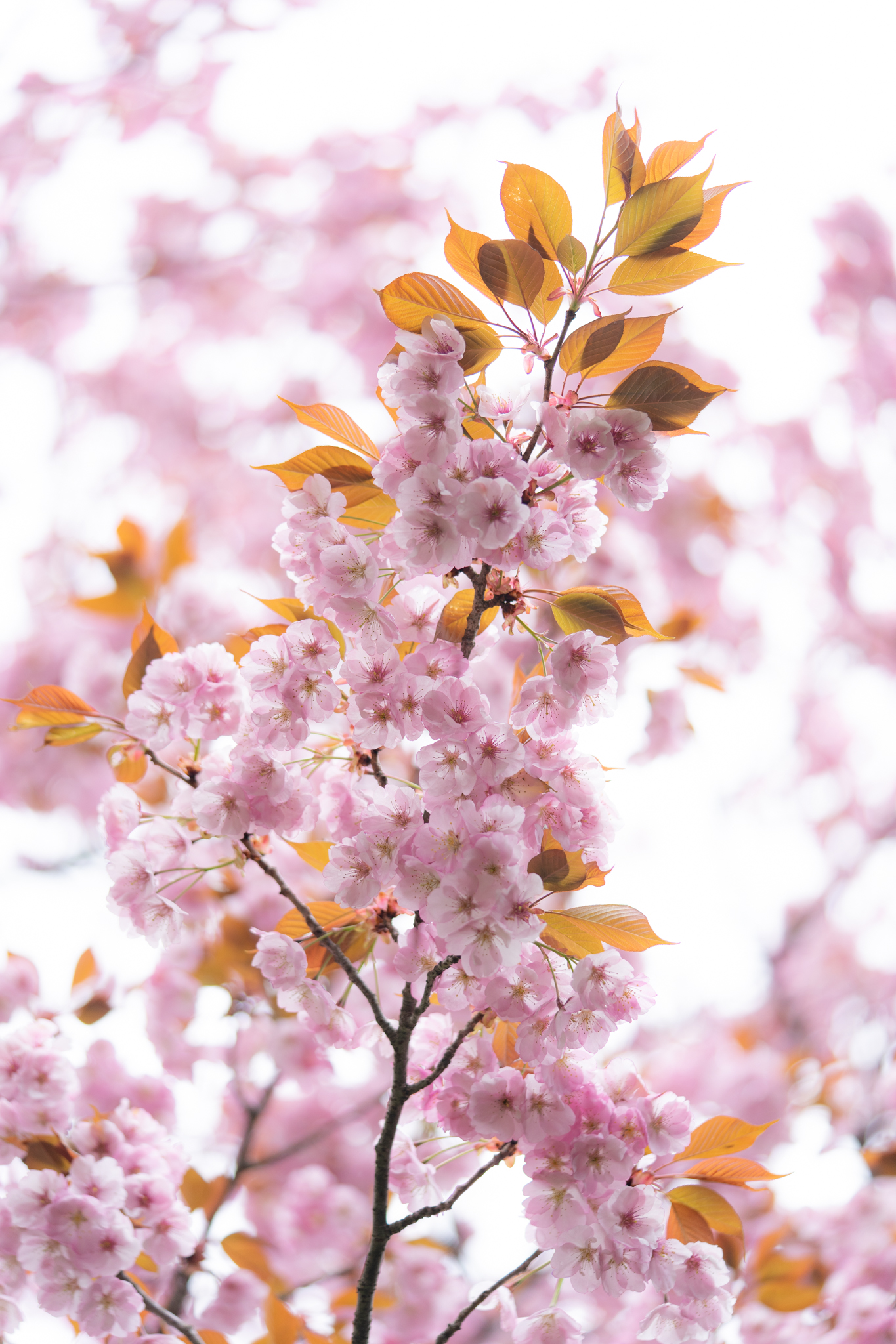 f:id:Paradisia:20200419181012j:plain f:id:Paradisia:20200419181012j:plain
