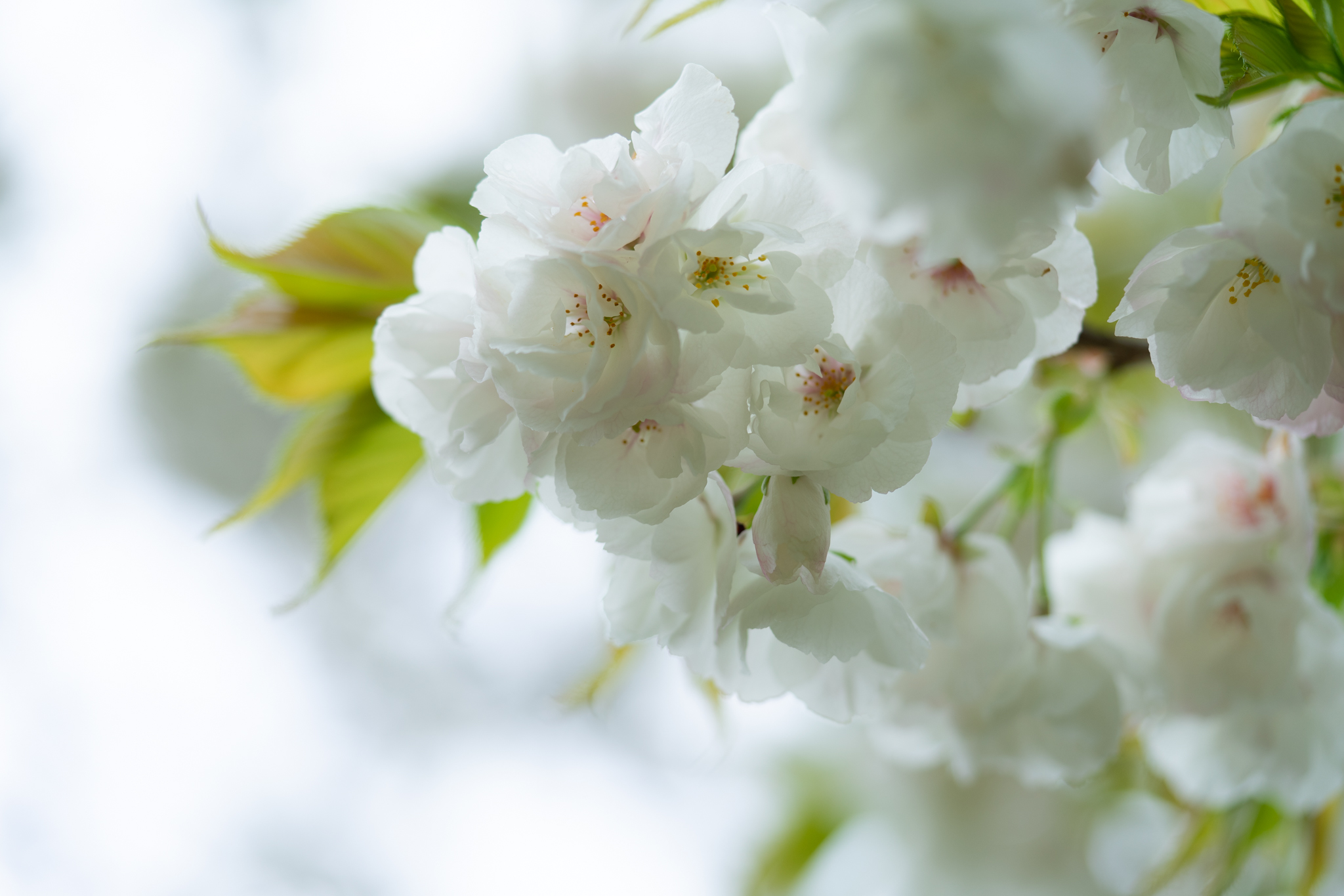 f:id:Paradisia:20200419181743j:plain