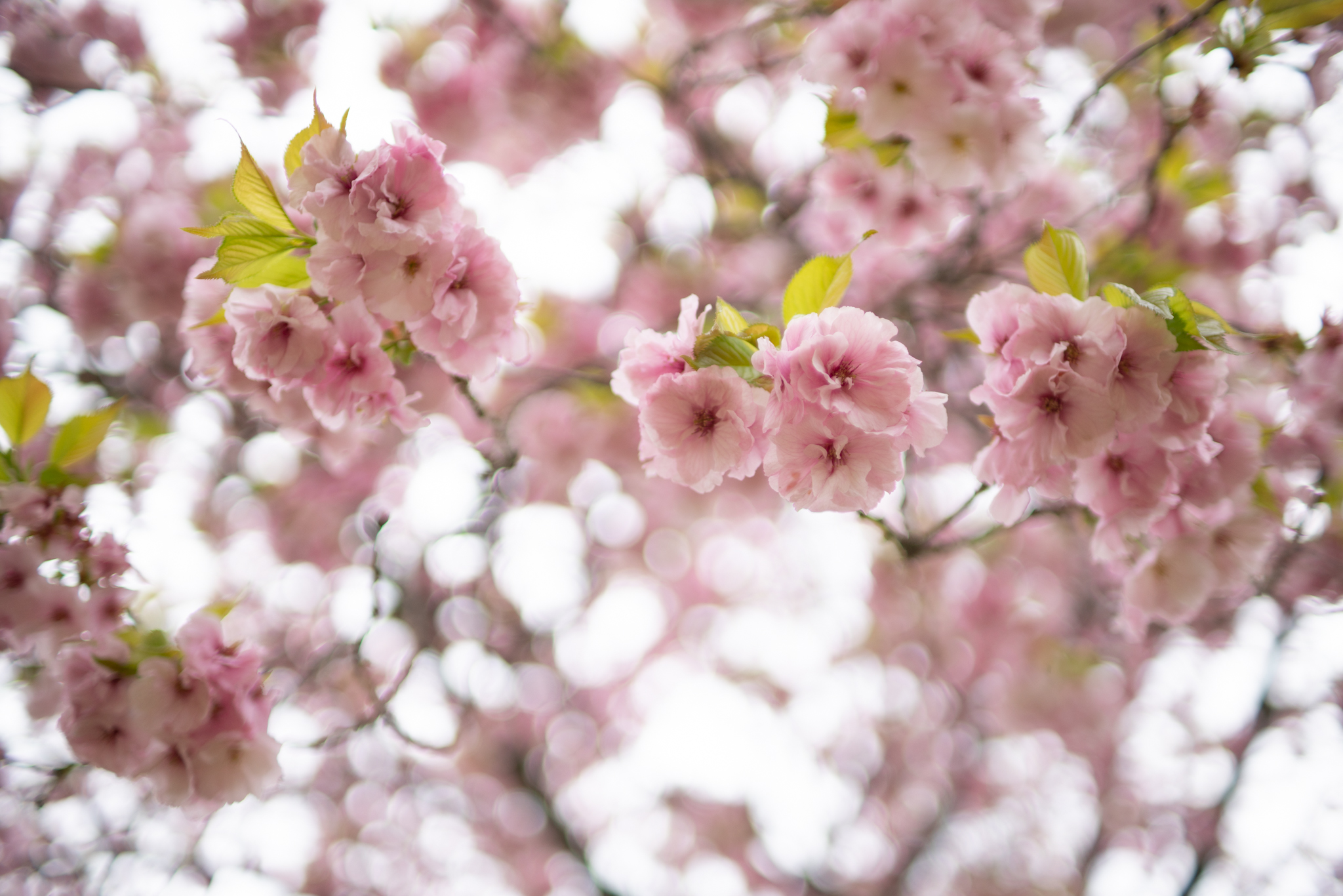 f:id:Paradisia:20200419181857j:plain