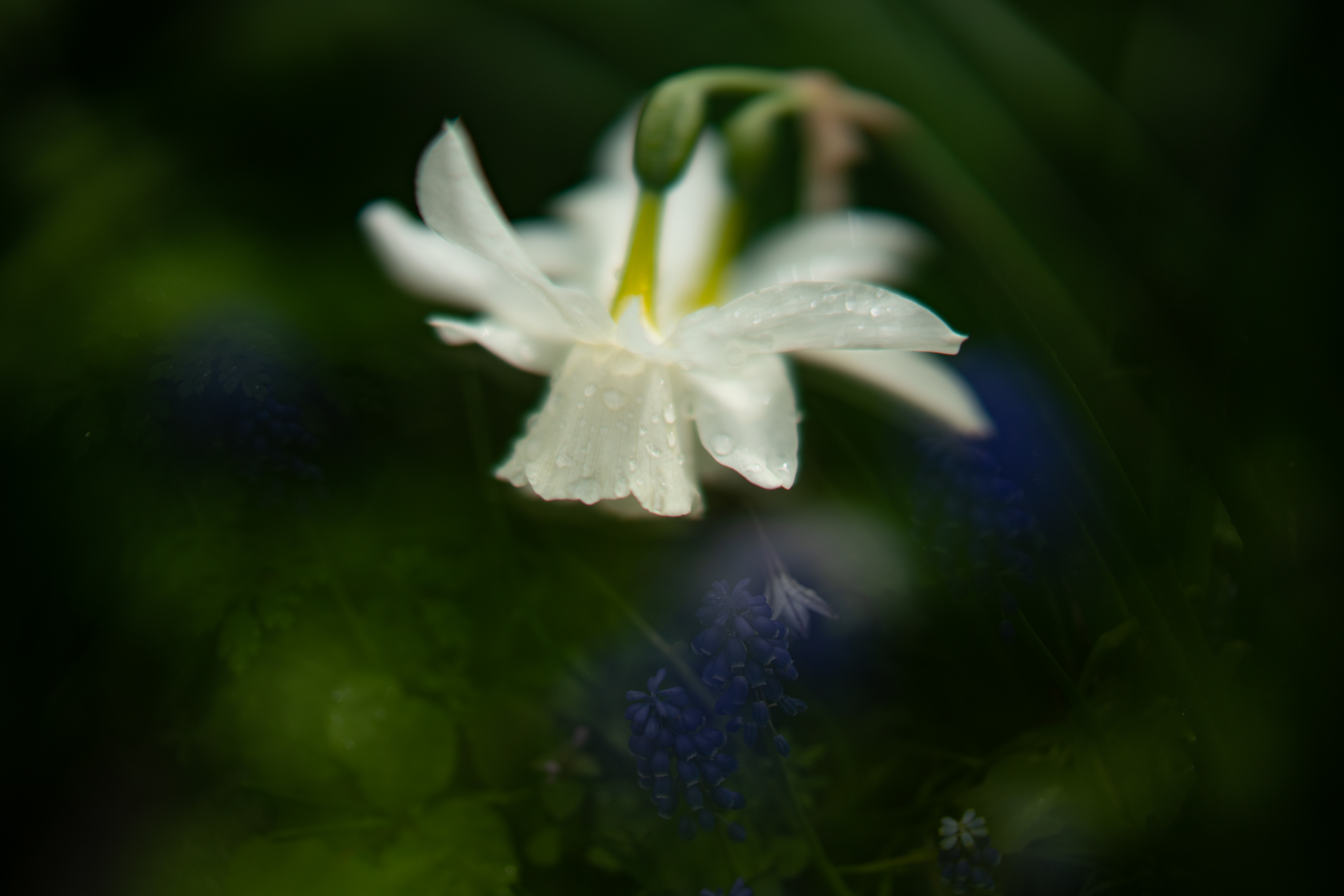 f:id:Paradisia:20200420065805j:plain