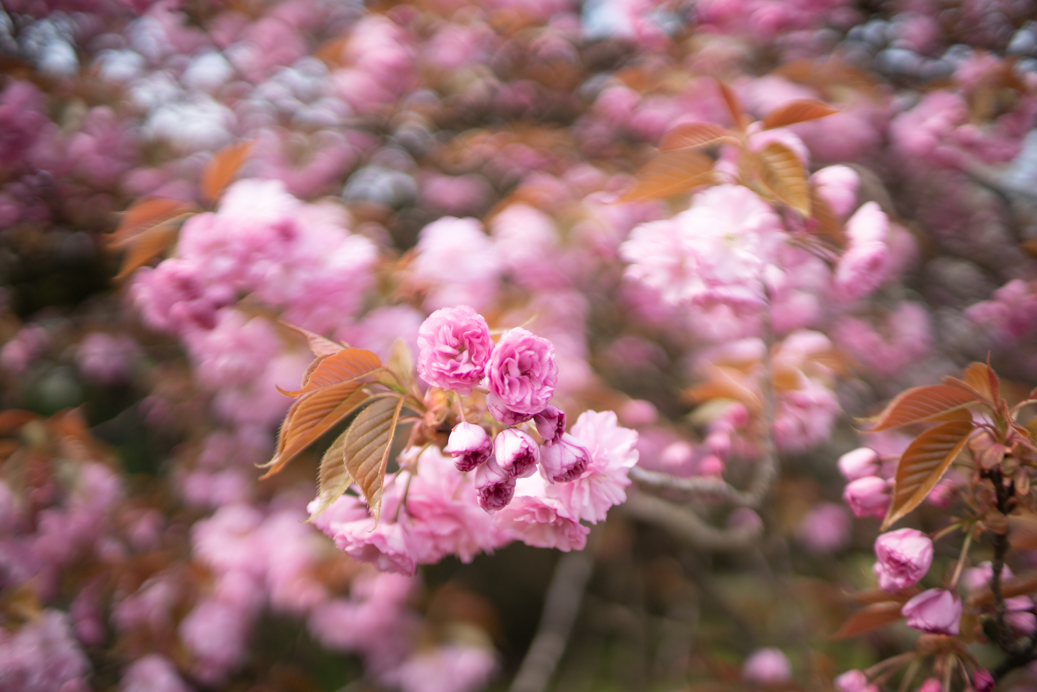 f:id:Paradisia:20200420070820j:plain