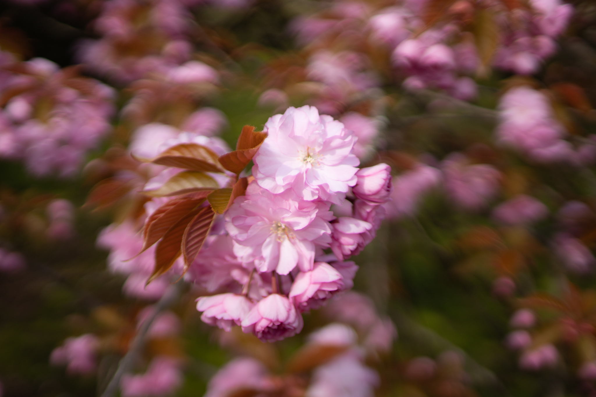 f:id:Paradisia:20200420070835j:plain