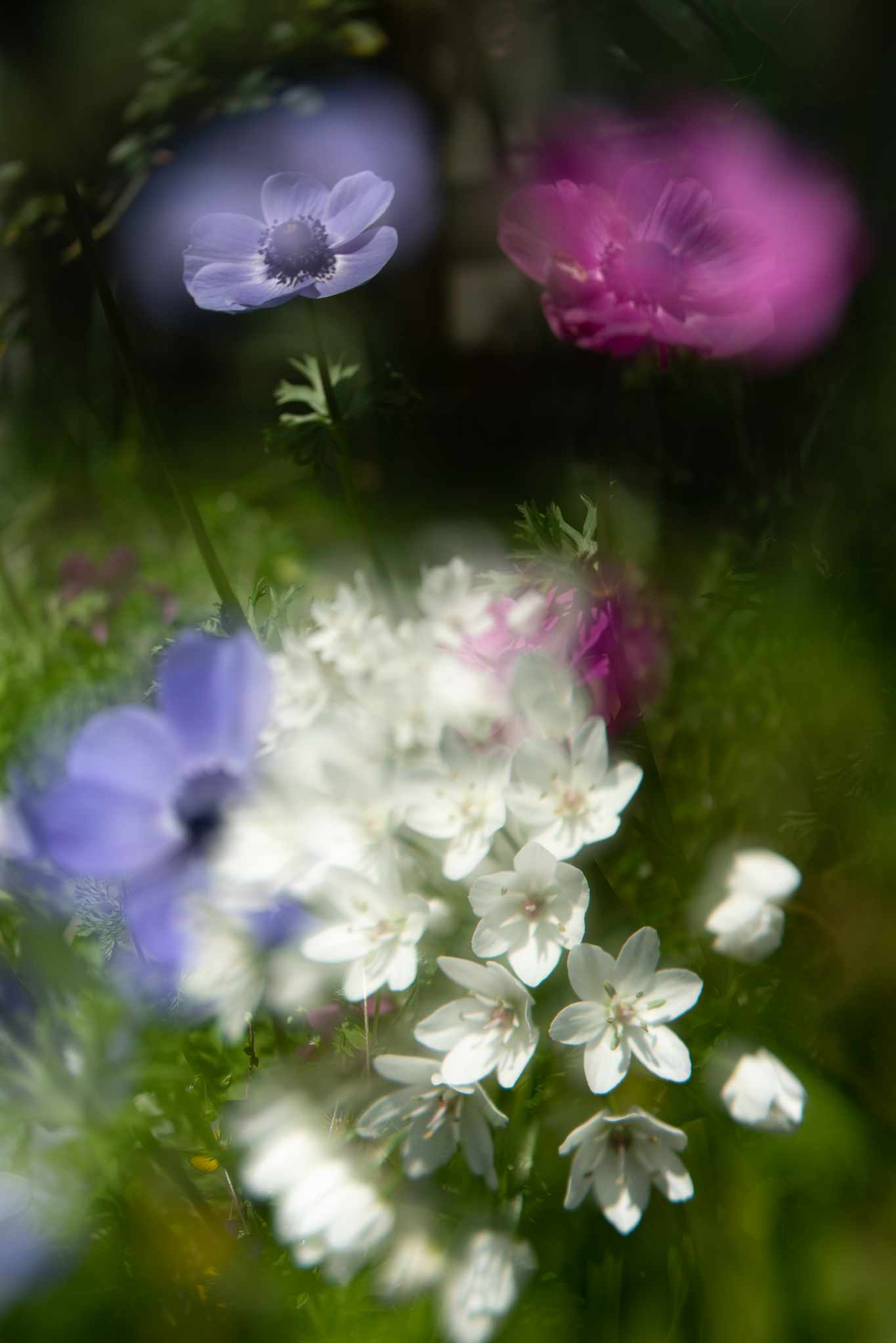 f:id:Paradisia:20200425123904j:plain