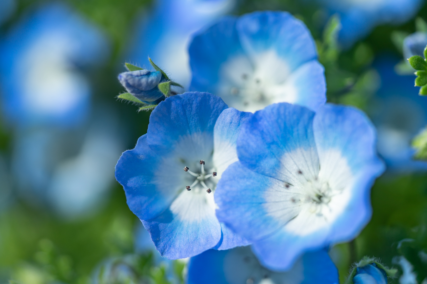 ブルーだけではないネモフィラ 光と風と薔薇と