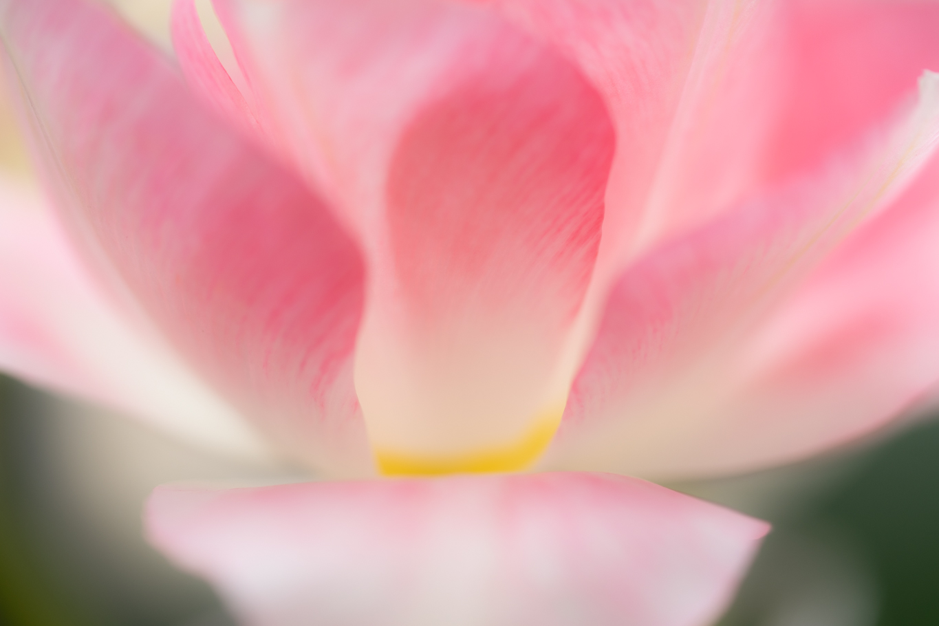 f:id:Paradisia:20200426094933j:plain