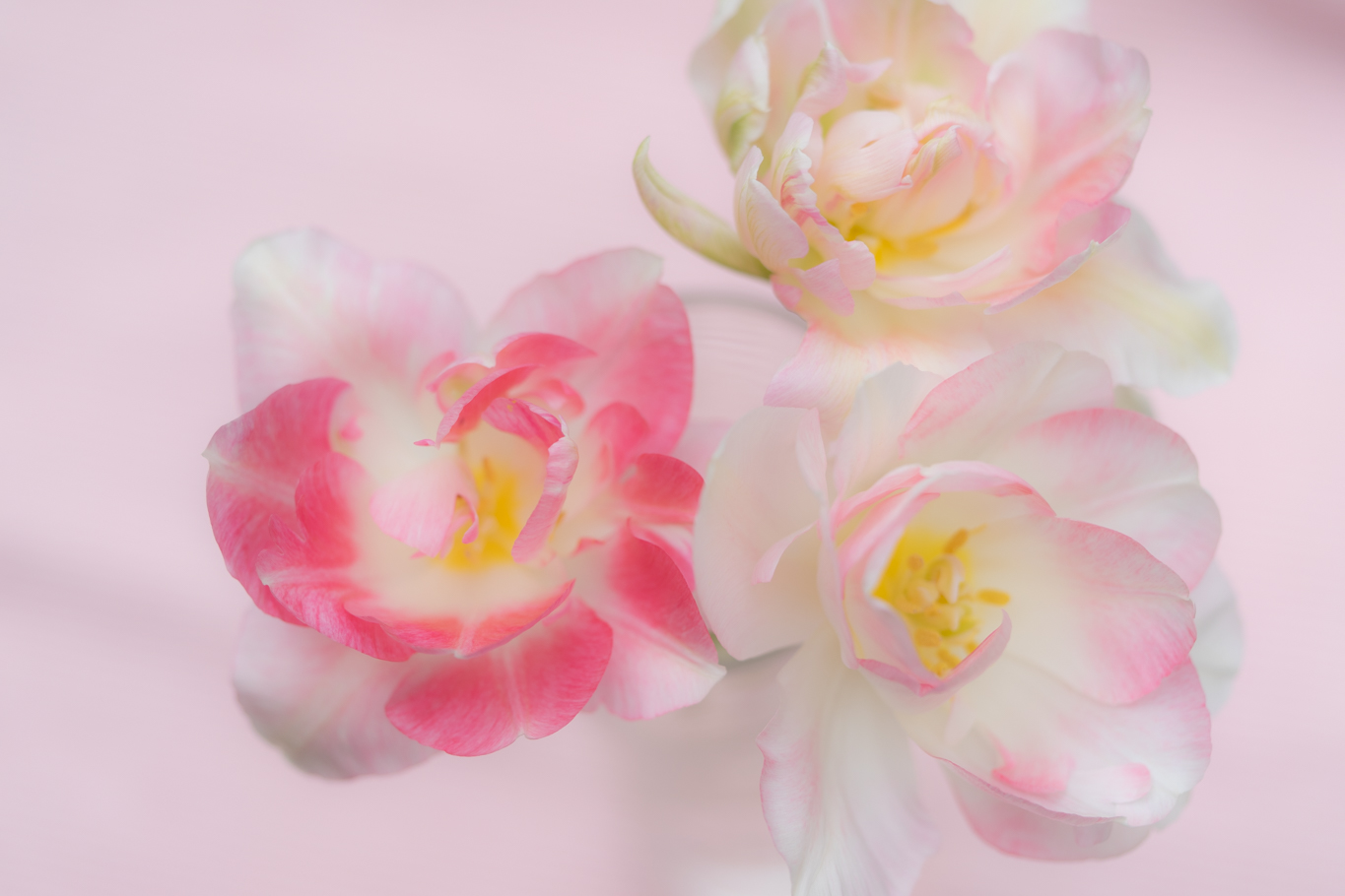 f:id:Paradisia:20200426095019j:plain