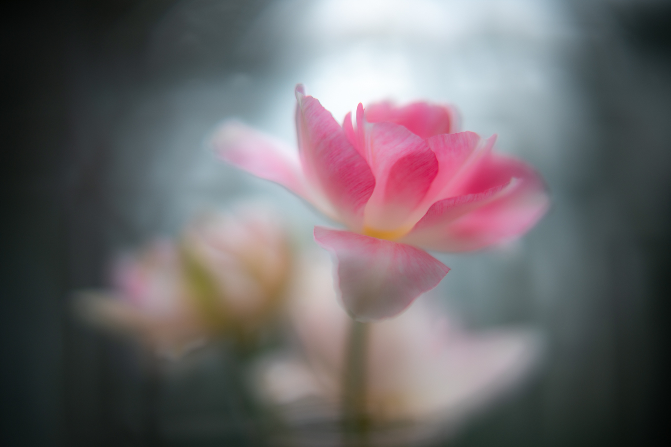 f:id:Paradisia:20200426095053j:plain
