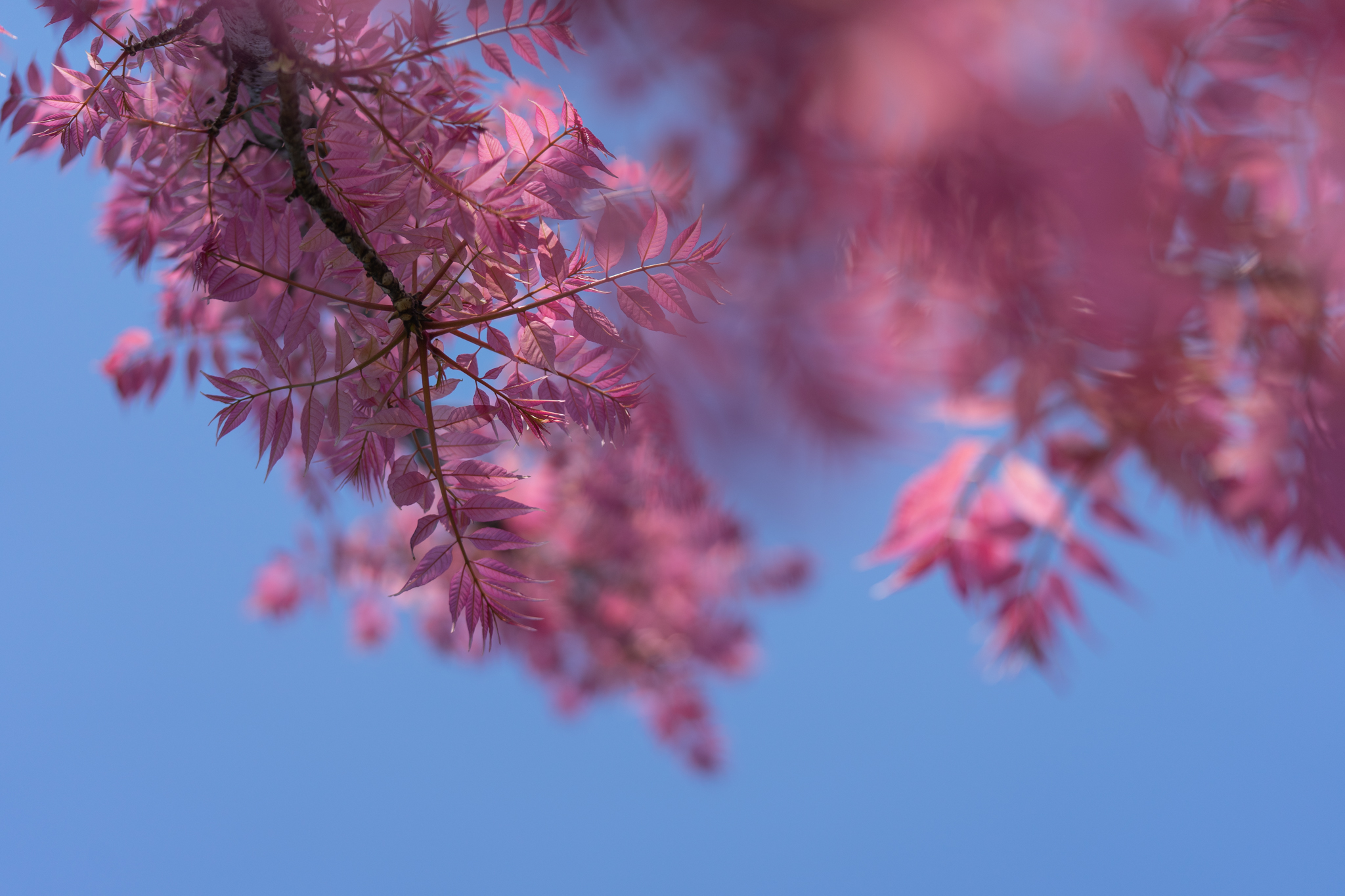 f:id:Paradisia:20200426103536j:plain